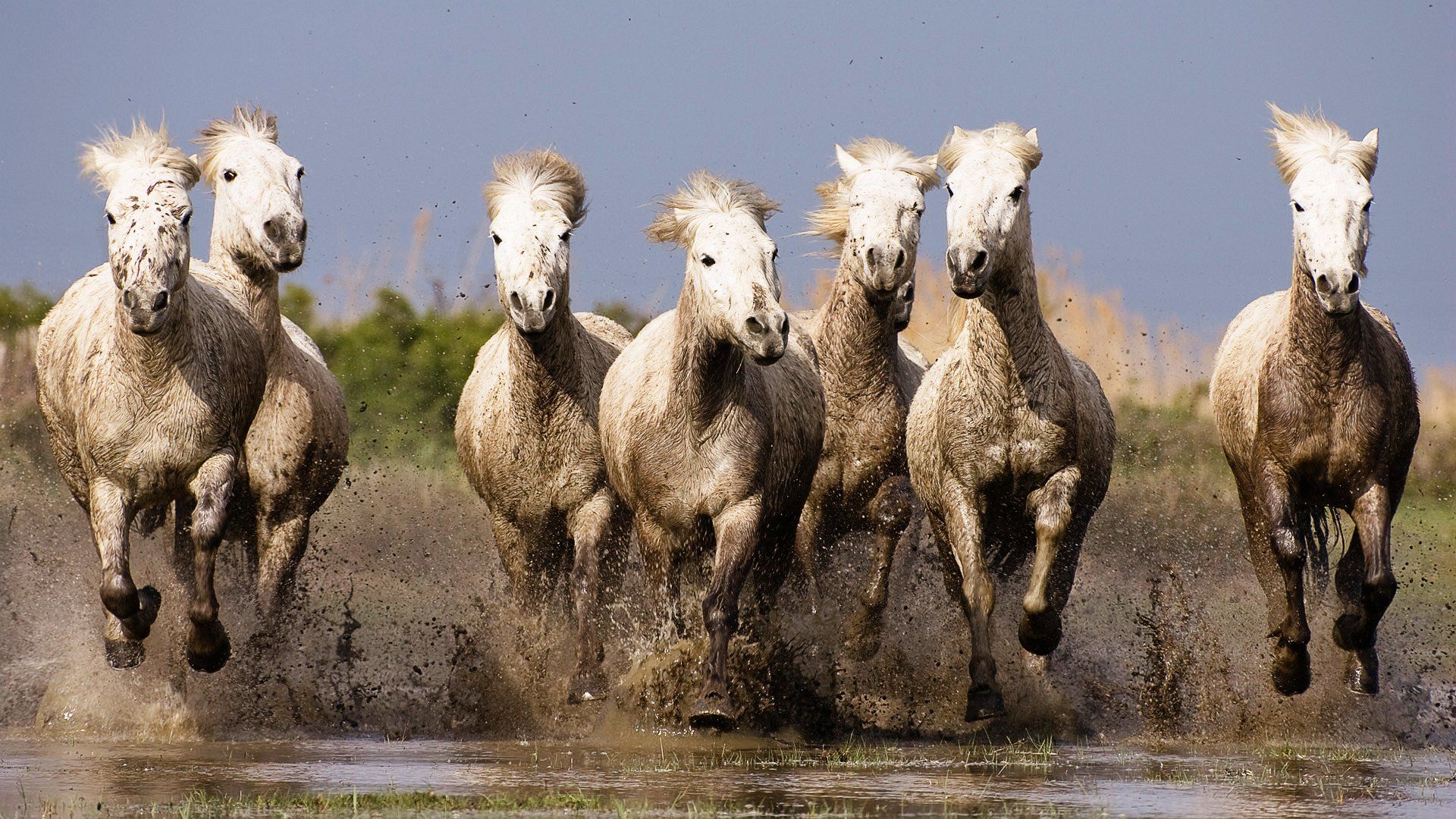 Sette cavalli bianchi galoppanti, 1920x1080 1080p, Desktop