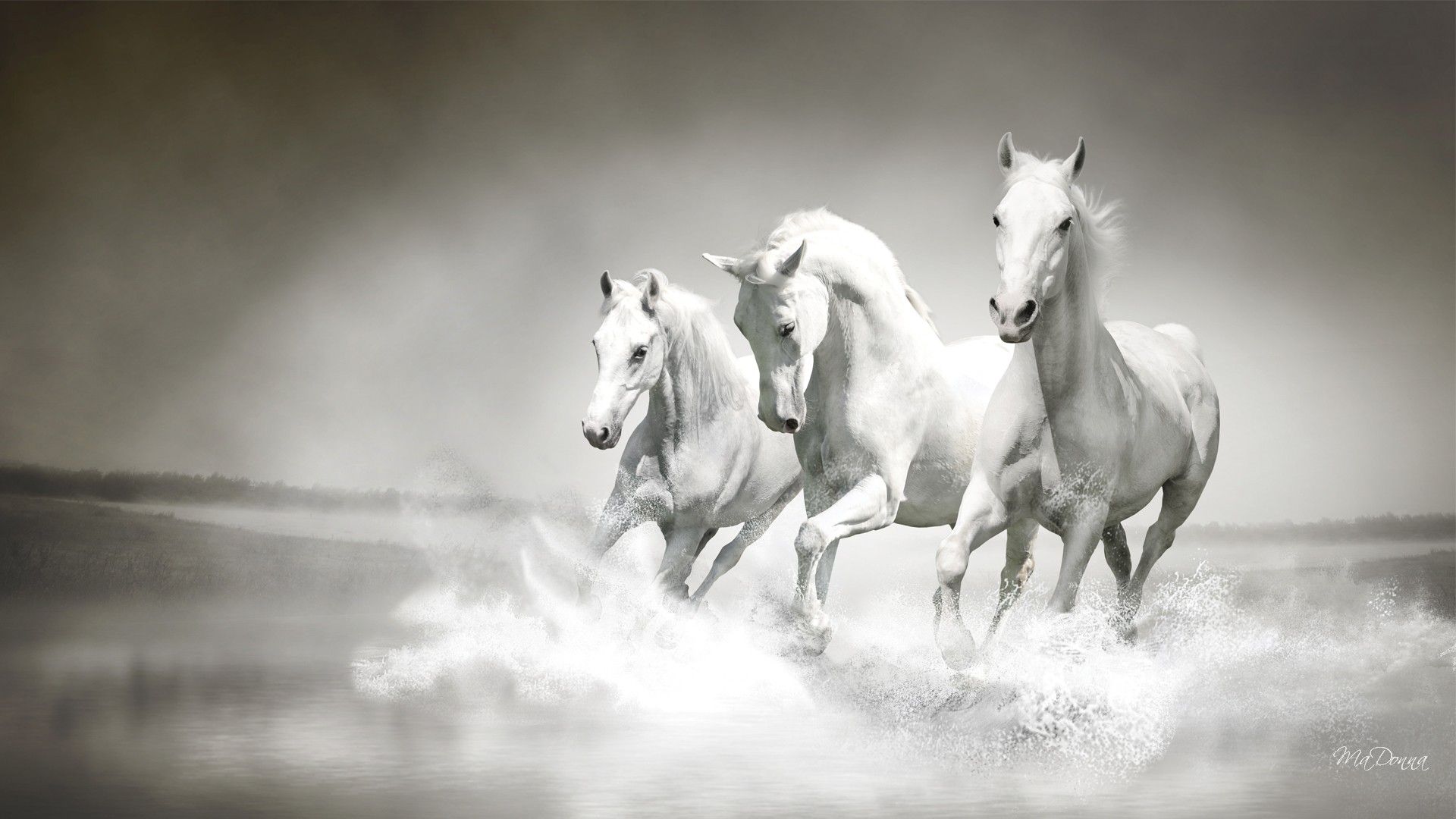 Cavalli bianchi che corrono acqua, 1920x1080 Full HD 1080p, Laptop