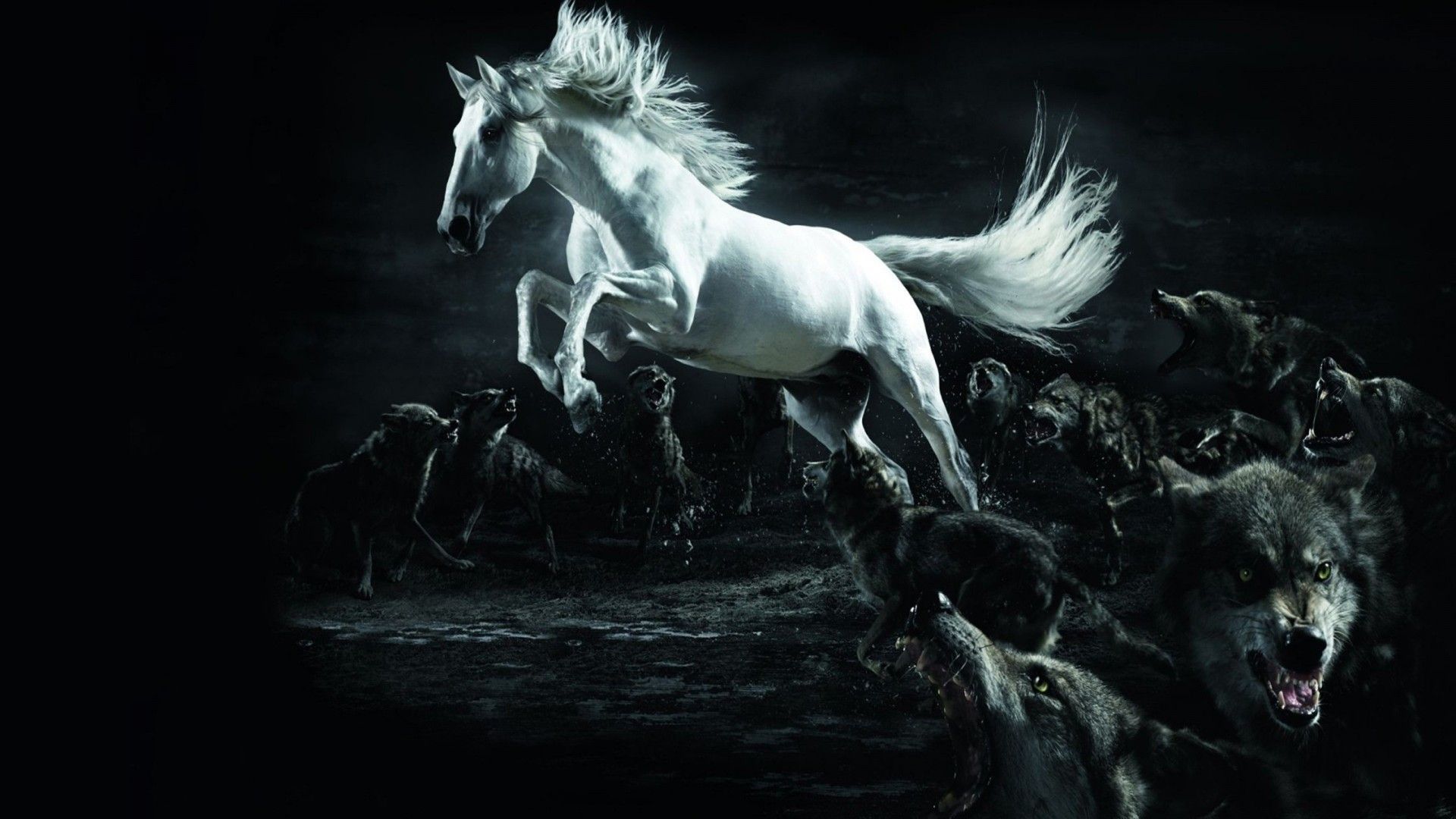 Cavallo bianco lupi neri, 1920x1080 Full HD, PC Desktop