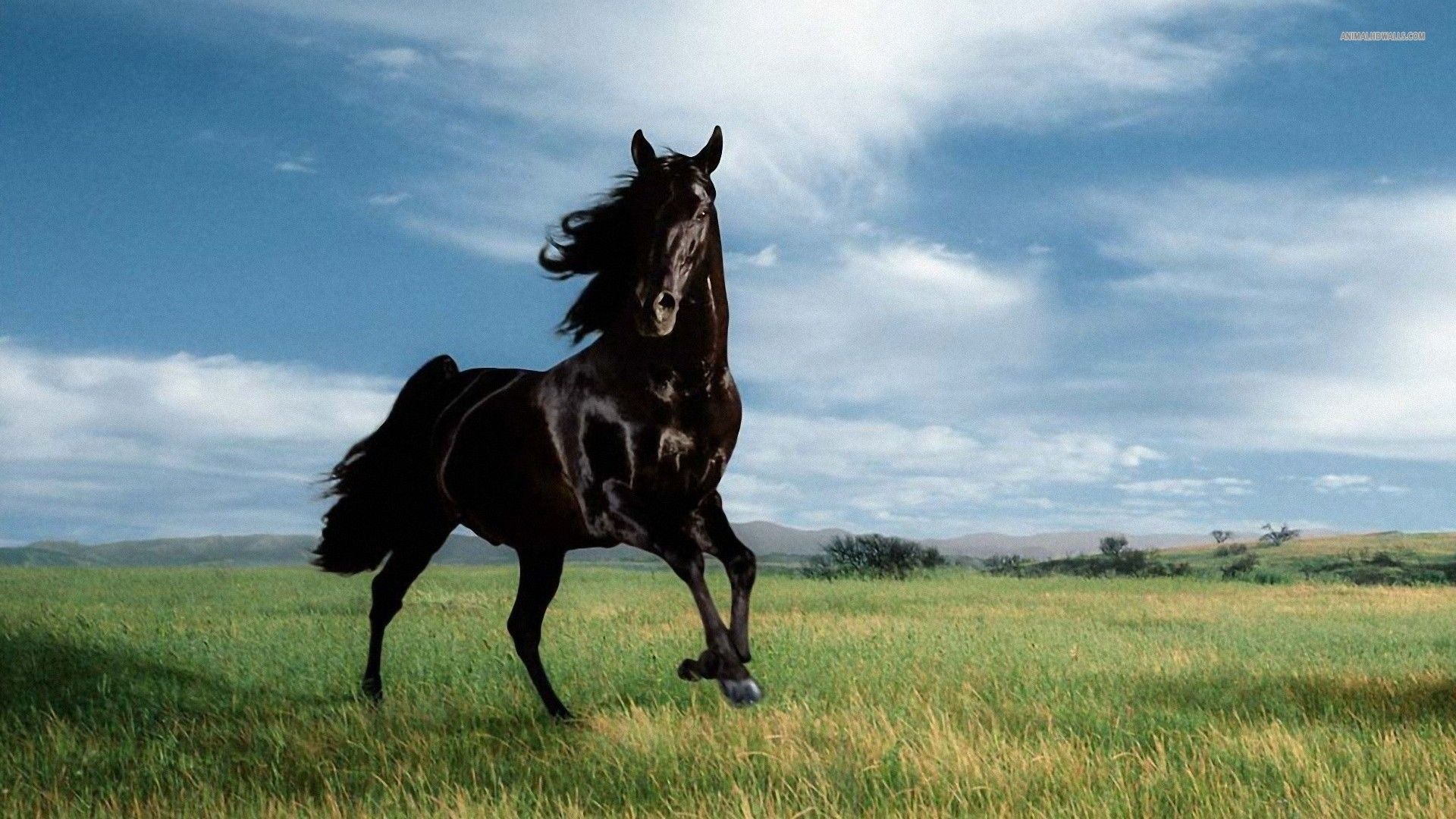 cavallo nero al galoppo, 1920x1080 1080p, PC