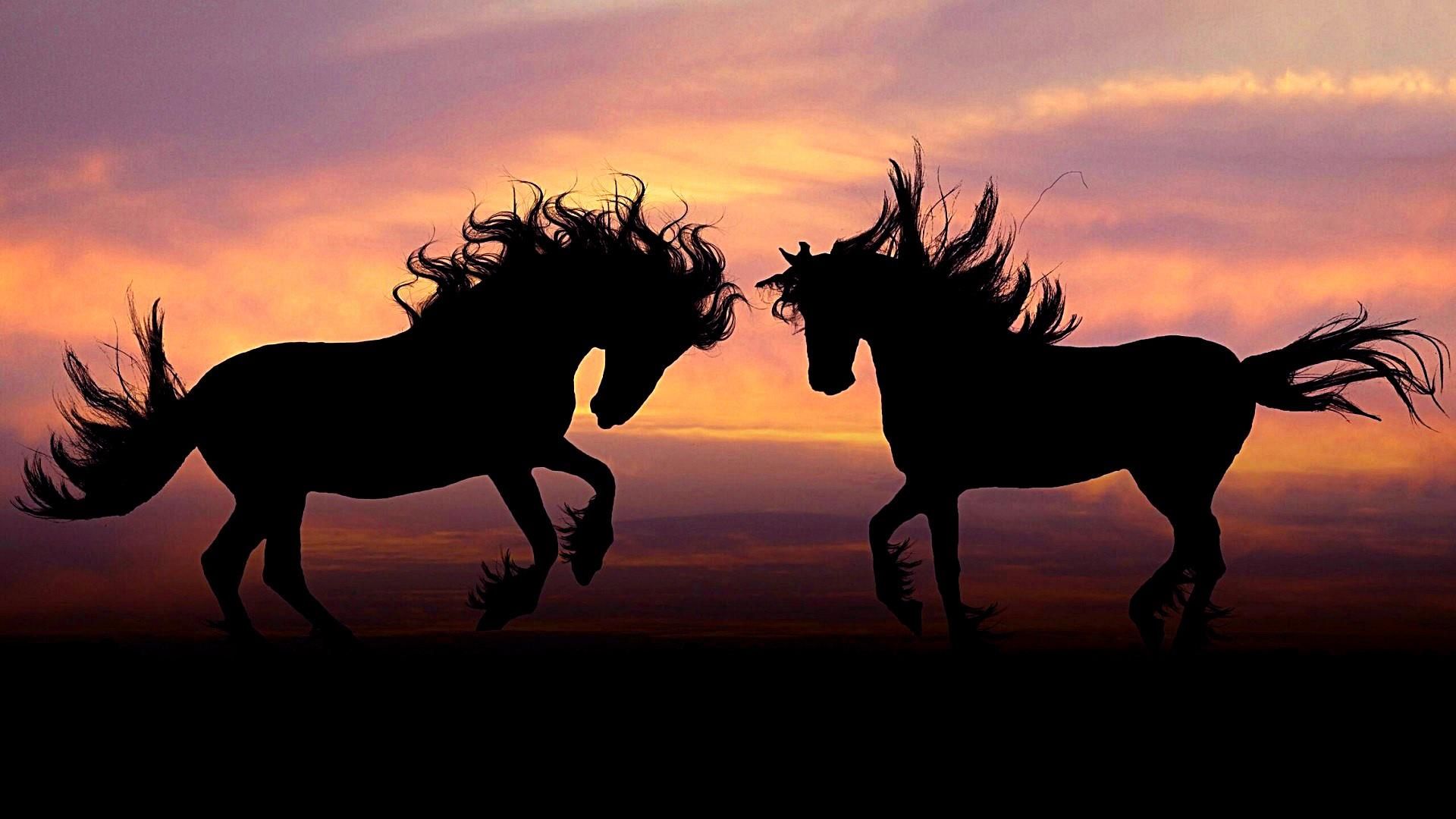 Cavalli silhouette al tramonto, 1920x1080 Full HD, Laptop