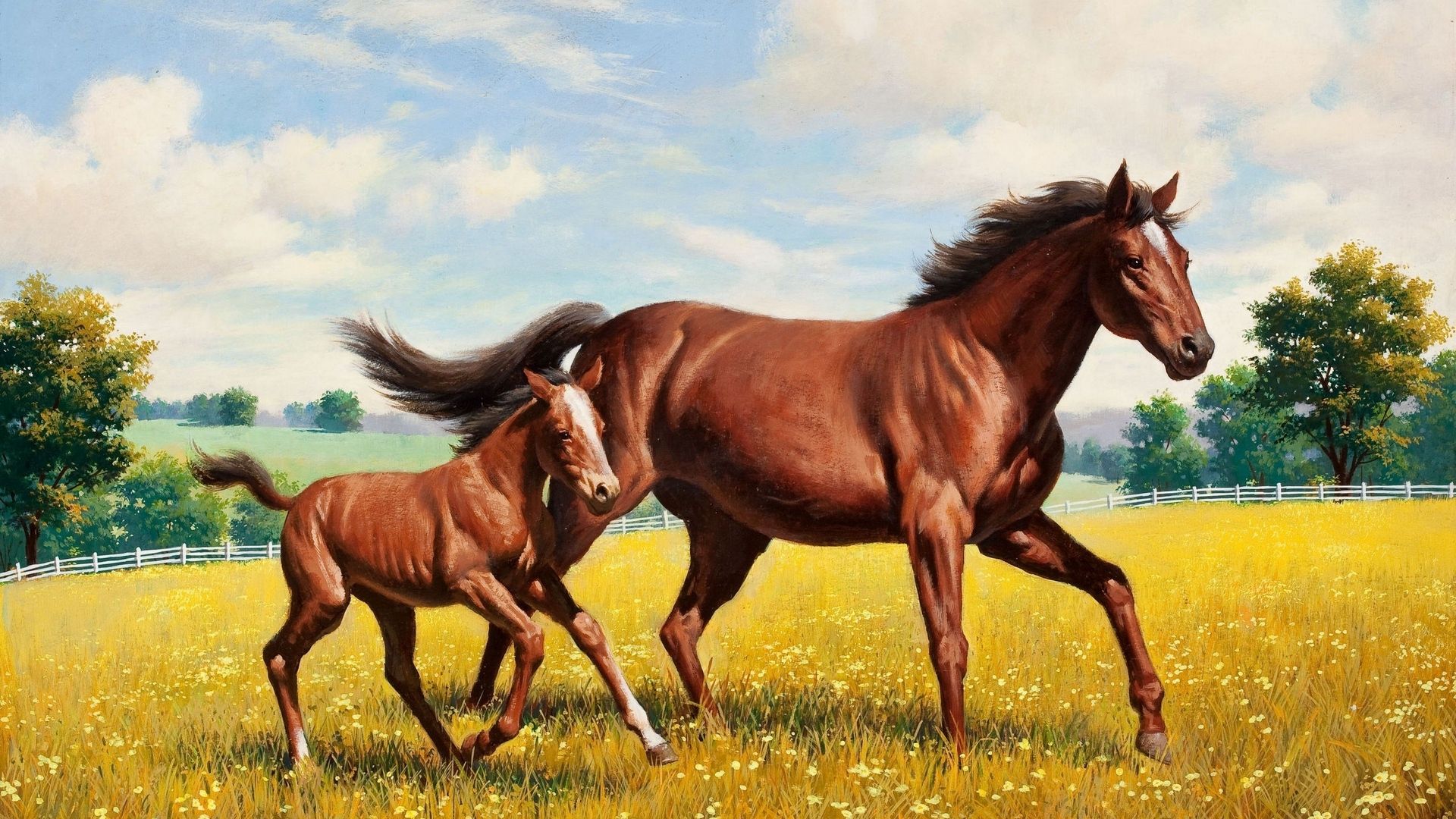 Cavallo e puledro nel prato, 1920x1080 Full HD 1080p, Desktop