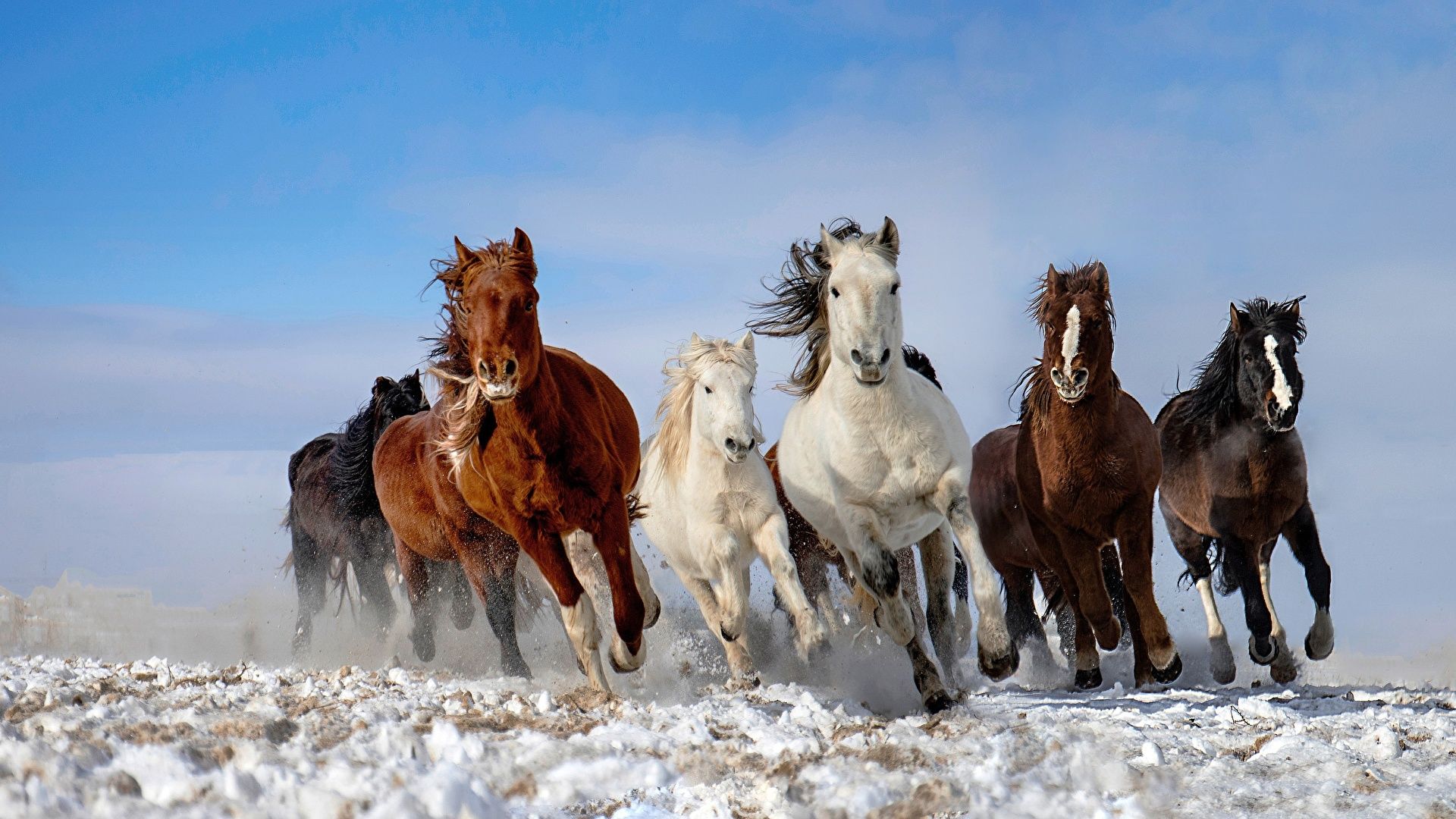 Cavalli al galoppo neve, 1920x1080 Full HD, Laptop