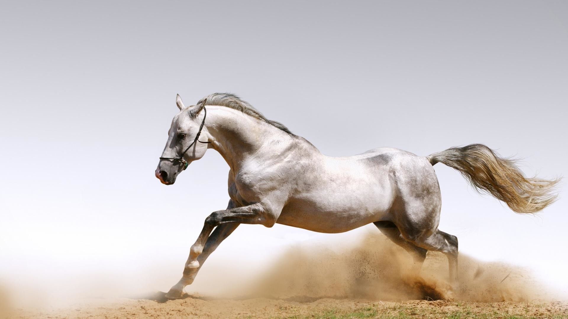 Cavallo bianco arabo galoppo, 1920x1080 Full HD, Desktop