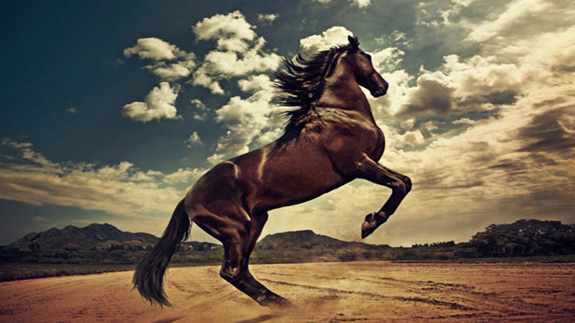cavallo impennato deserto, 1920x1080 1080p, Laptop