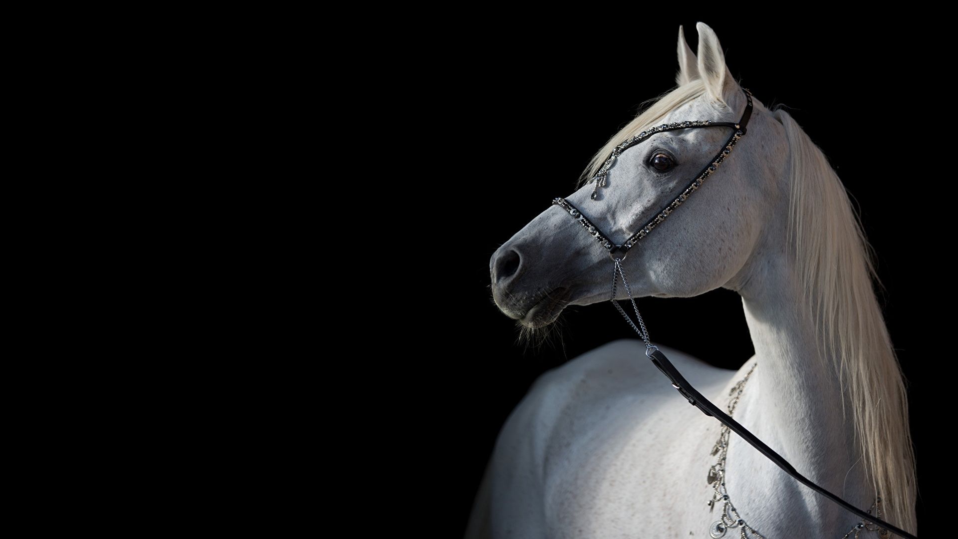 Cavallo bianco arabo sfondo nero, 1920x1080 Full HD 1080p, Desktop