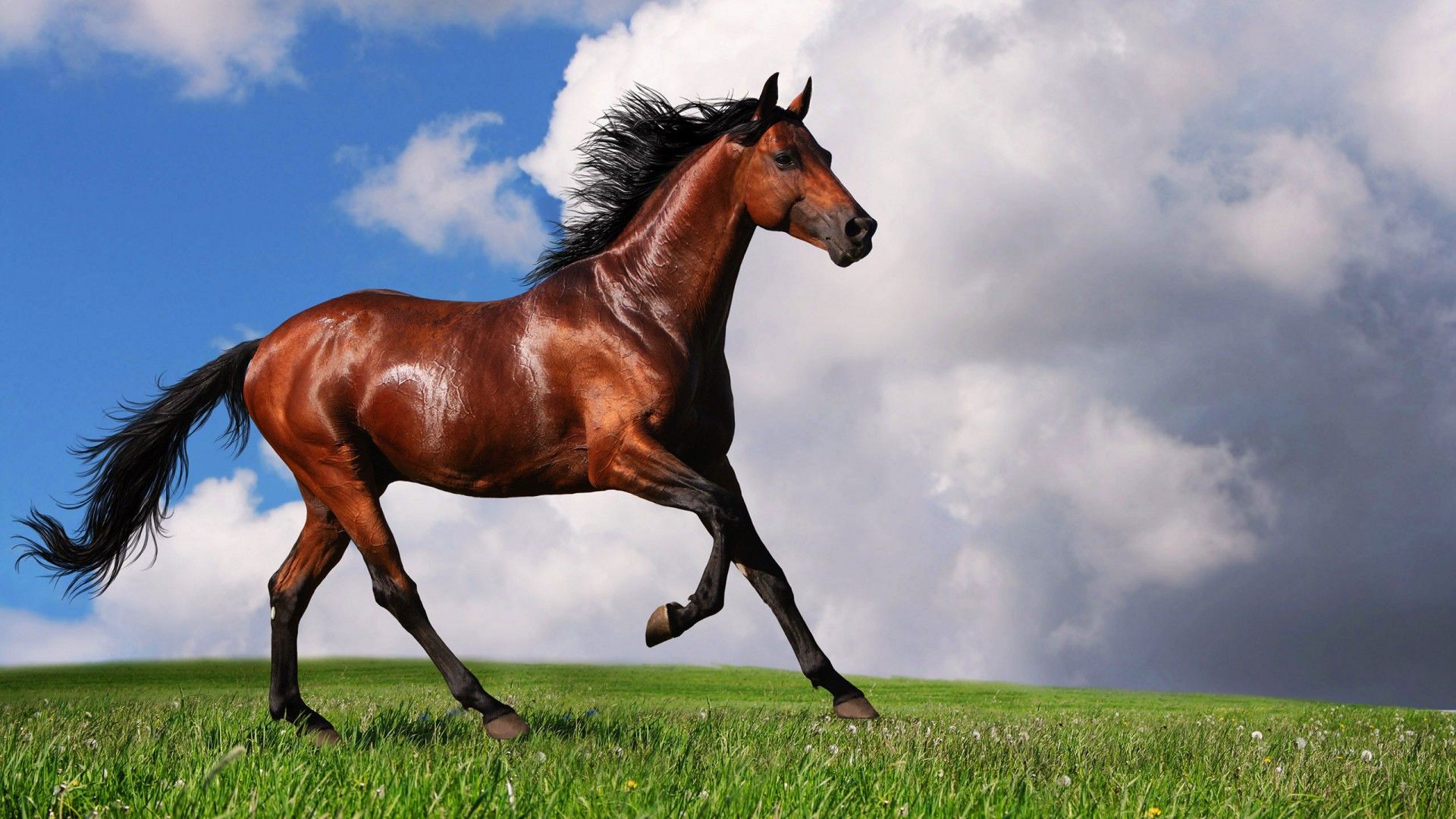 Cavallo marrone al galoppo, 1920x1080 Full HD, PC