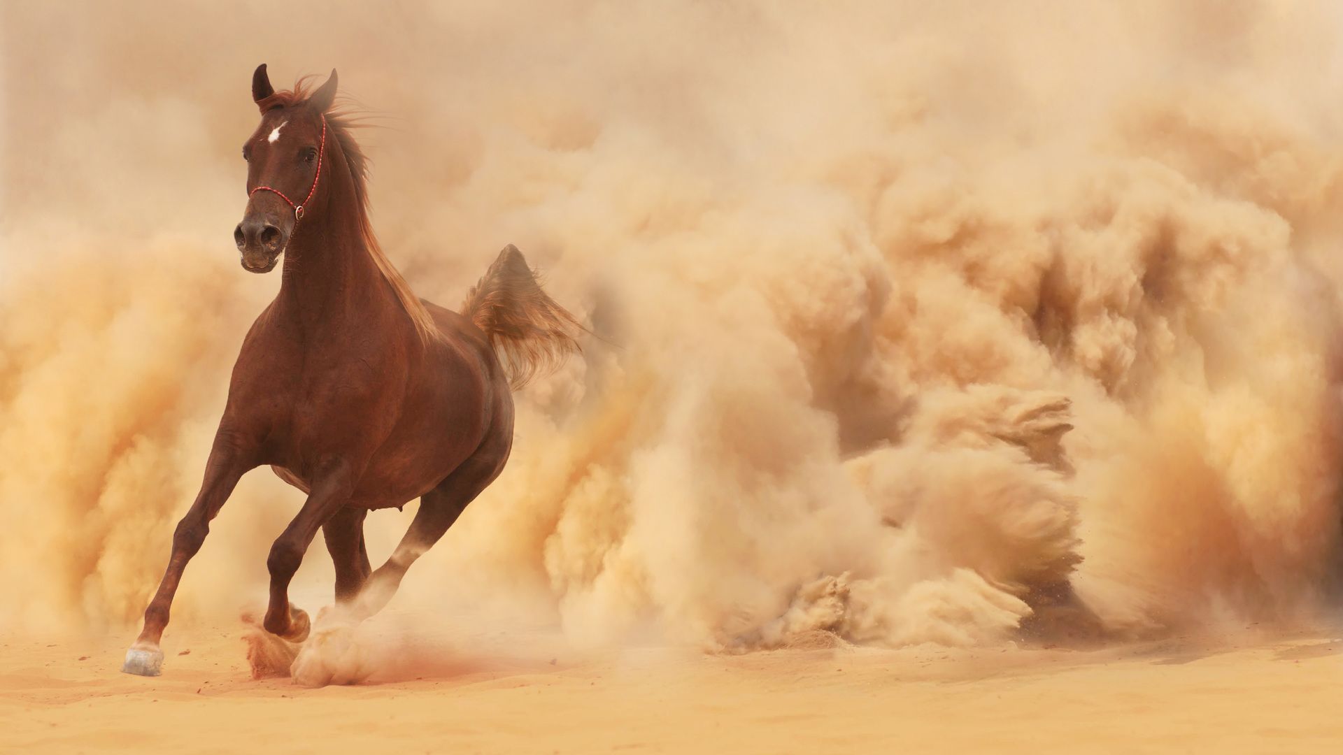 Cavallo che corre nel deserto, 1920x1080 1080p, PC Desktop