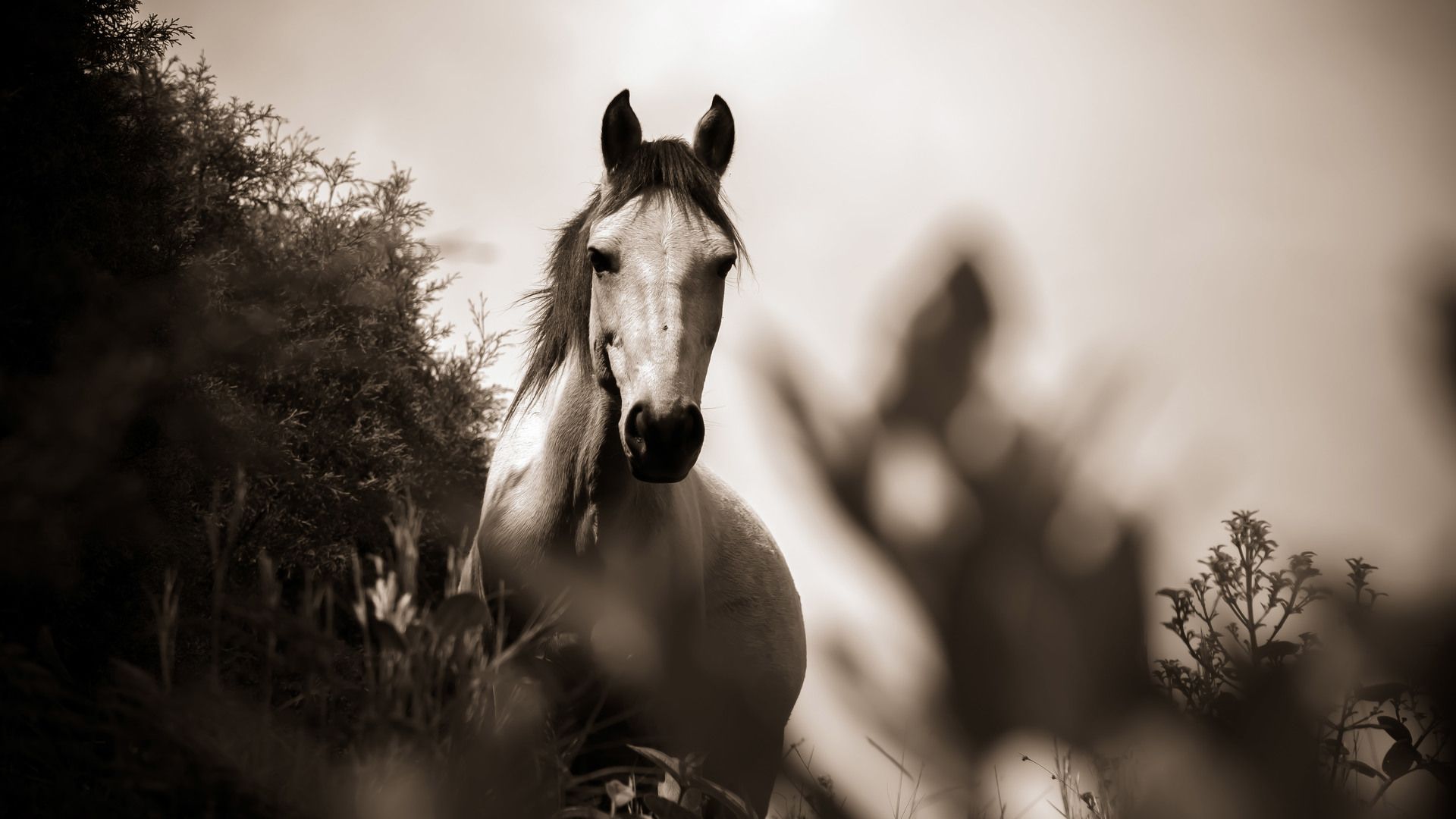 Cavallo bianco seppia, 1920x1080 Full HD 1080p, Laptop