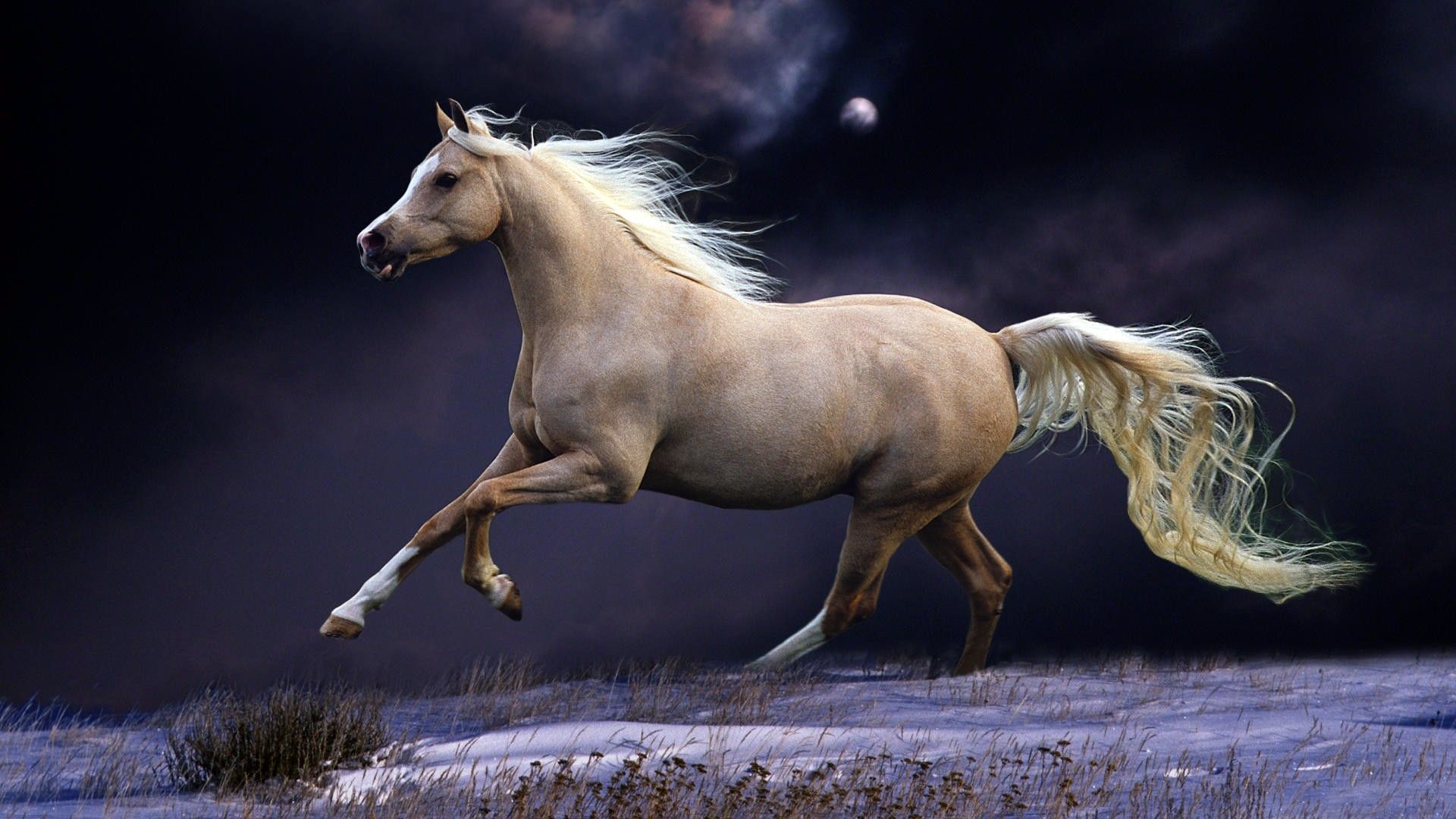 Cavallo bianco al galoppo, 1920x1080 Full HD 1080p, Desktop