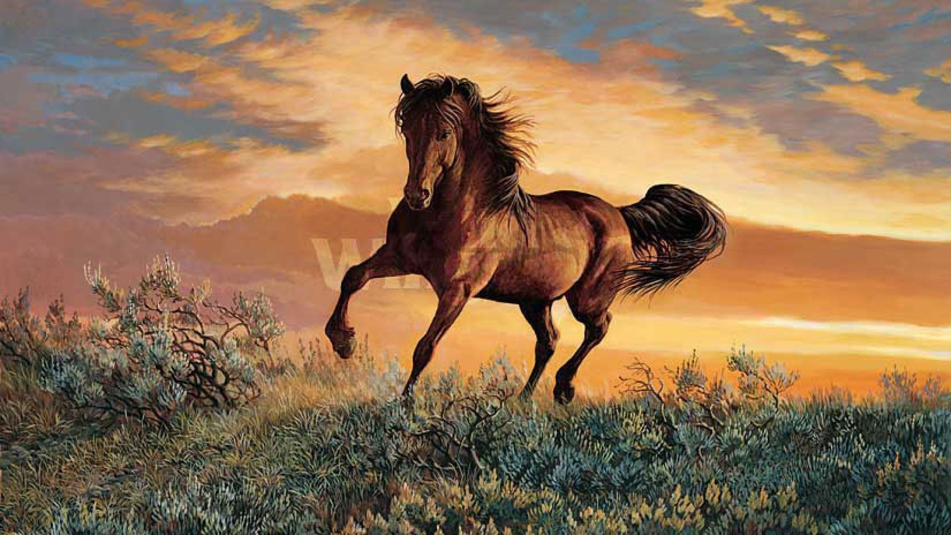 cavallo selvaggio al tramonto, 1920x1080 1080p, Laptop