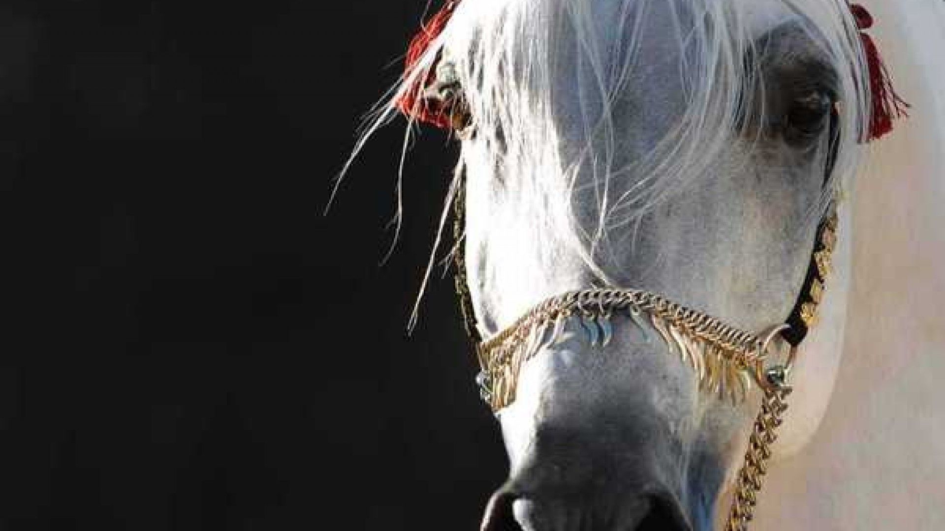 Cavallo arabo bianco decorato, 1920x1080 1080p, PC