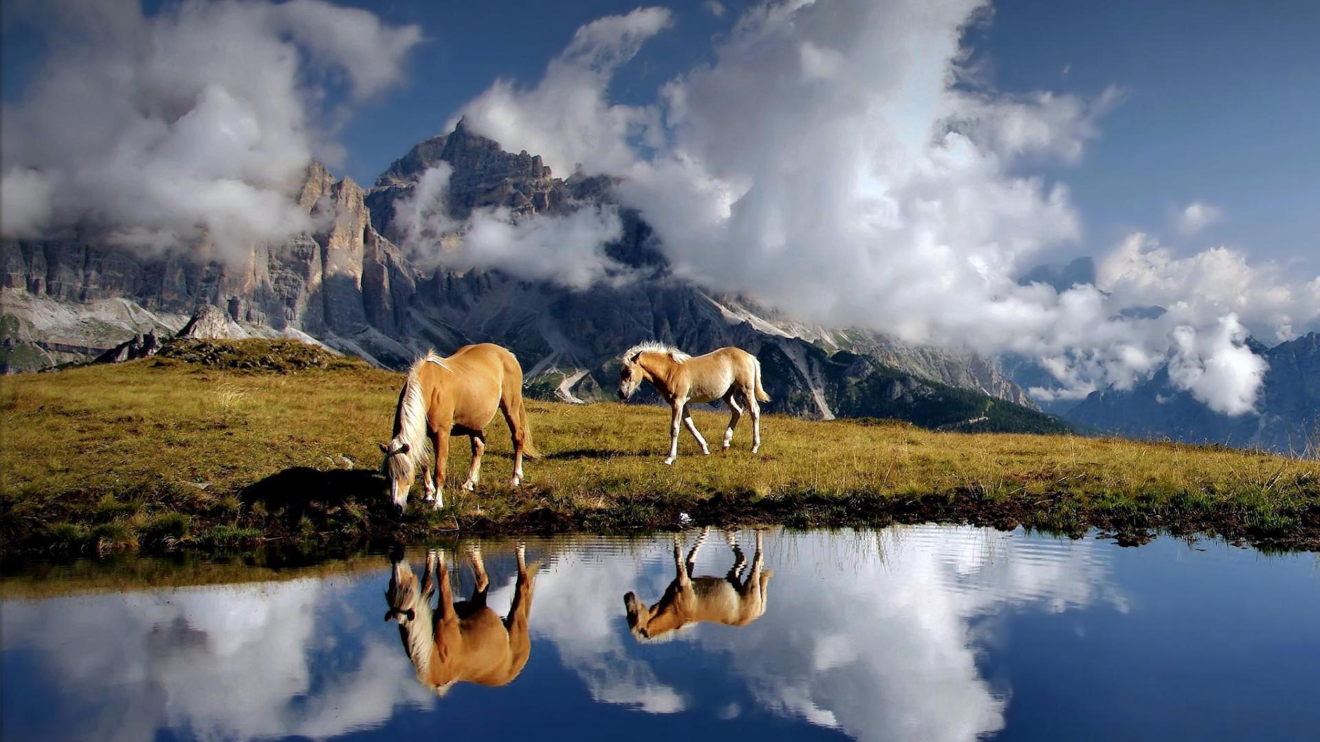 Cavalli su prato montano, 1920x1080 1080p, PC Desktop