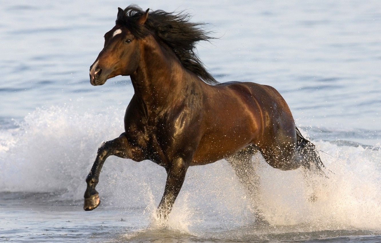 cavallo che corre in mare, 1332x850 HD, Desktop