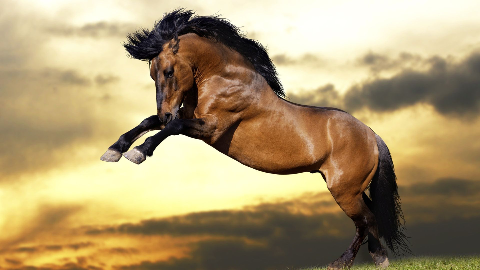 Cavallo marrone al tramonto, 1920x1080 Full HD, PC Desktop