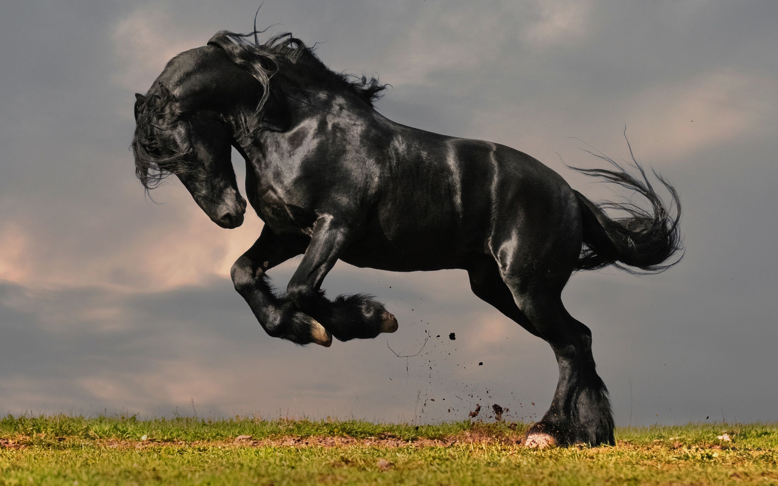 Cavallo nero al galoppo, 2560x1600 2K, PC