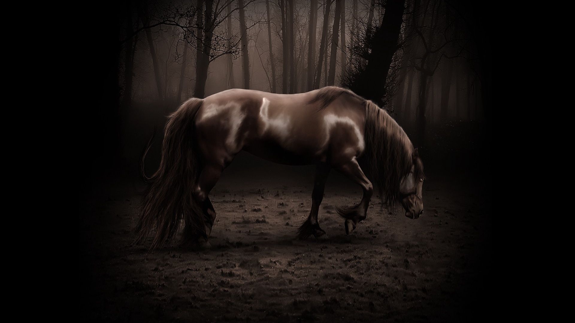 Cavallo nella foresta scura, 1920x1080 1080p, Laptop