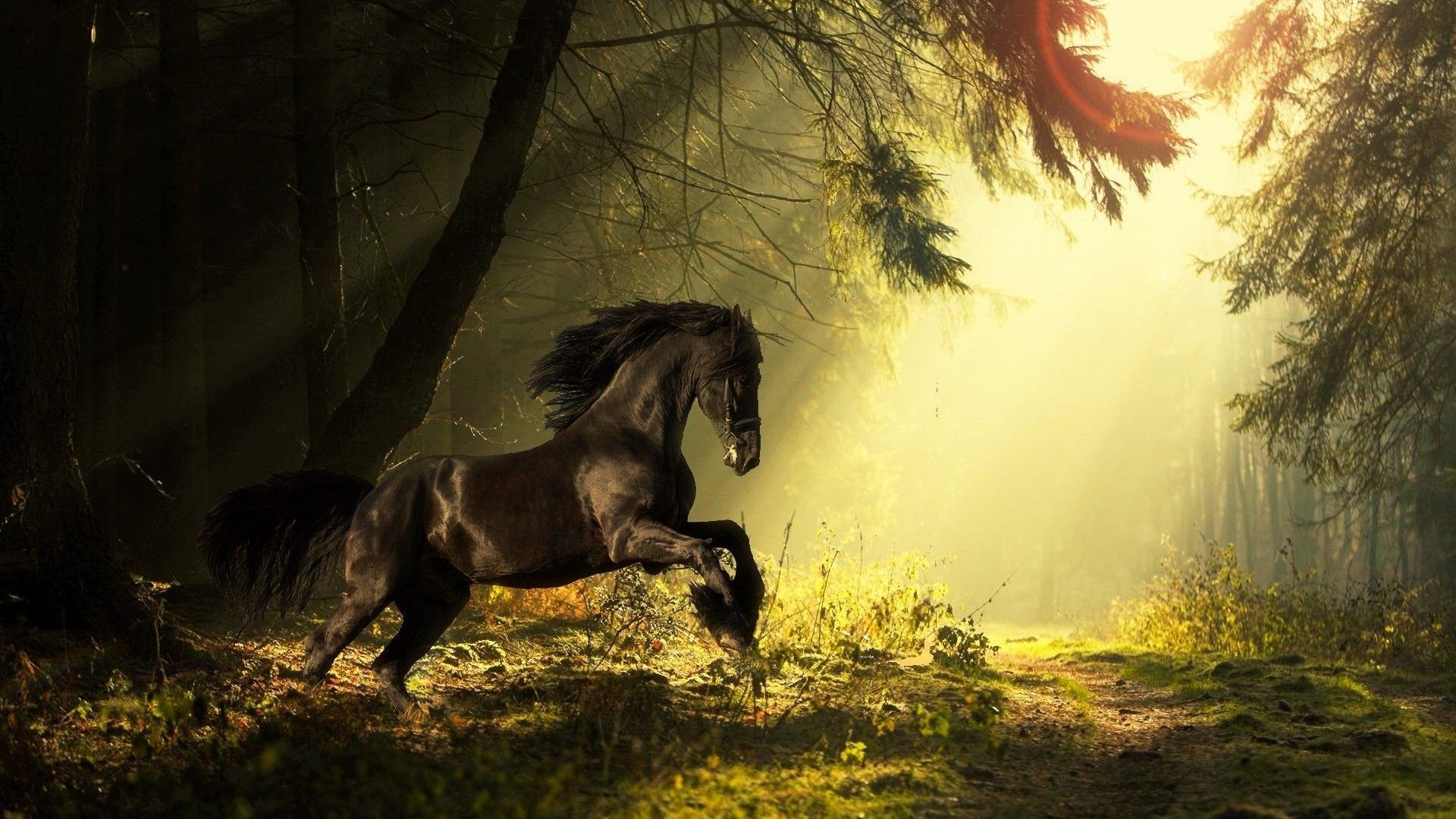 Cavallo nero nella foresta, 1920x1080 Full HD 1080p, PC Desktop