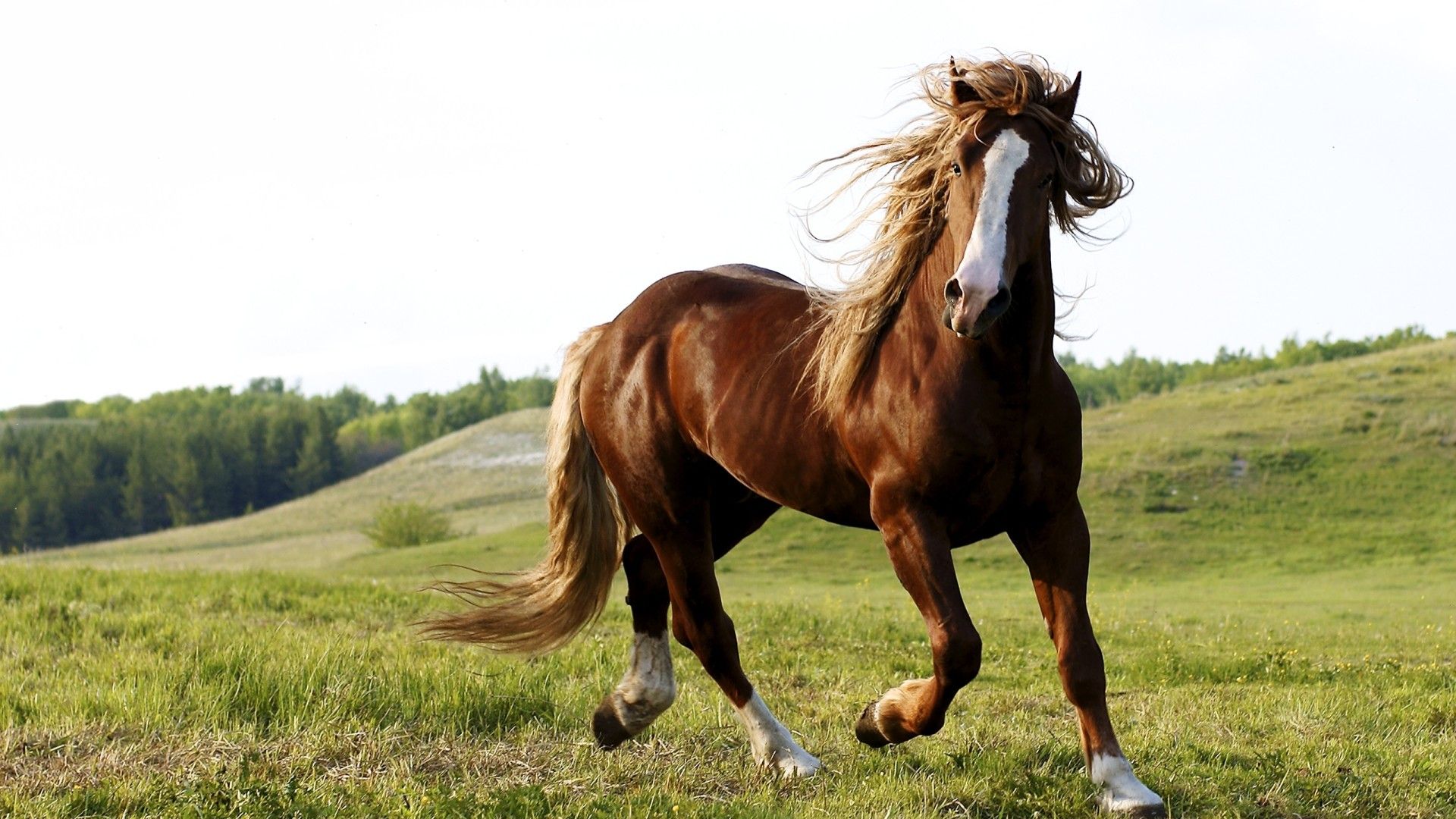 Cavallo marrone al galoppo, 1920x1080 Full HD, PC