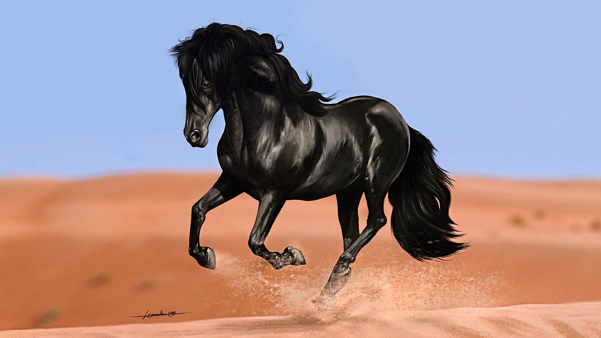 Cavallo nero al galoppo, 1920x1080 Full HD, Desktop
