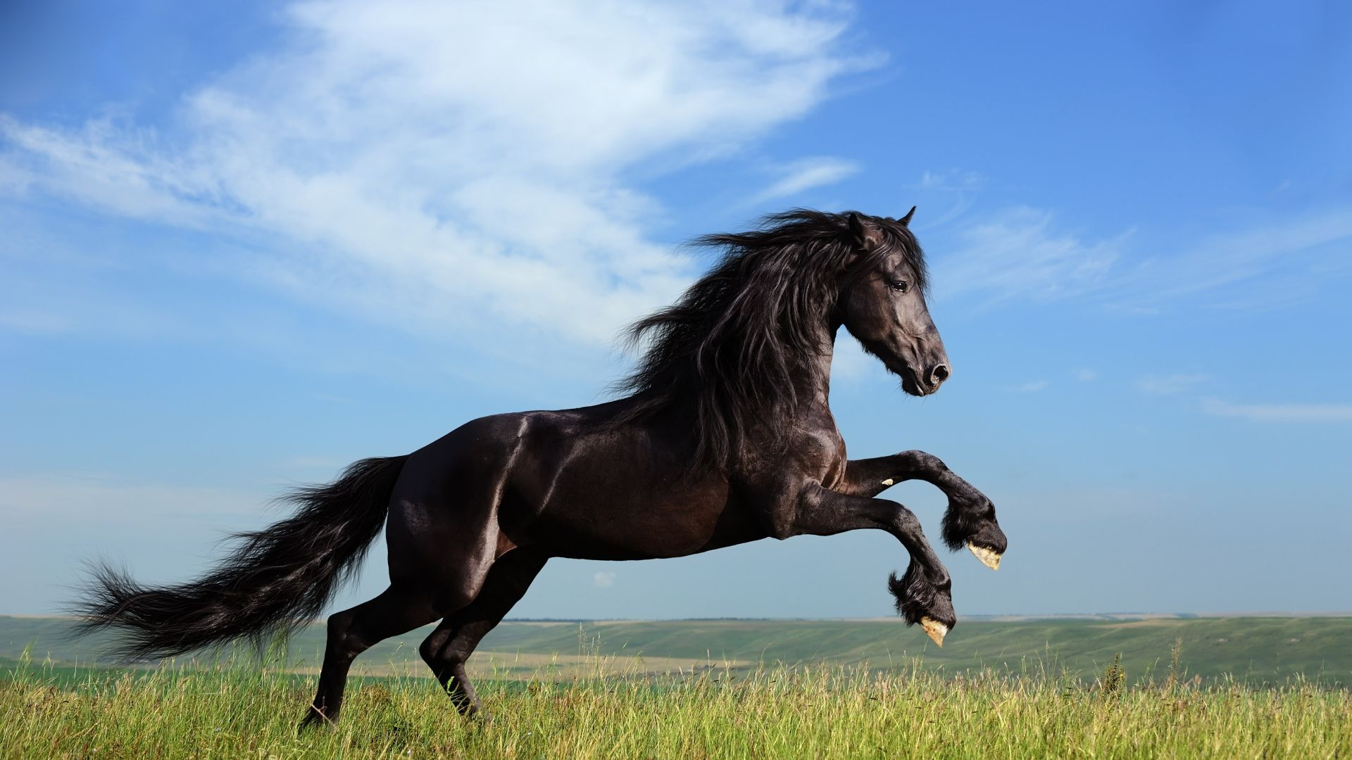 Cavallo nero al galoppo, 1920x1080 1080p, Desktop