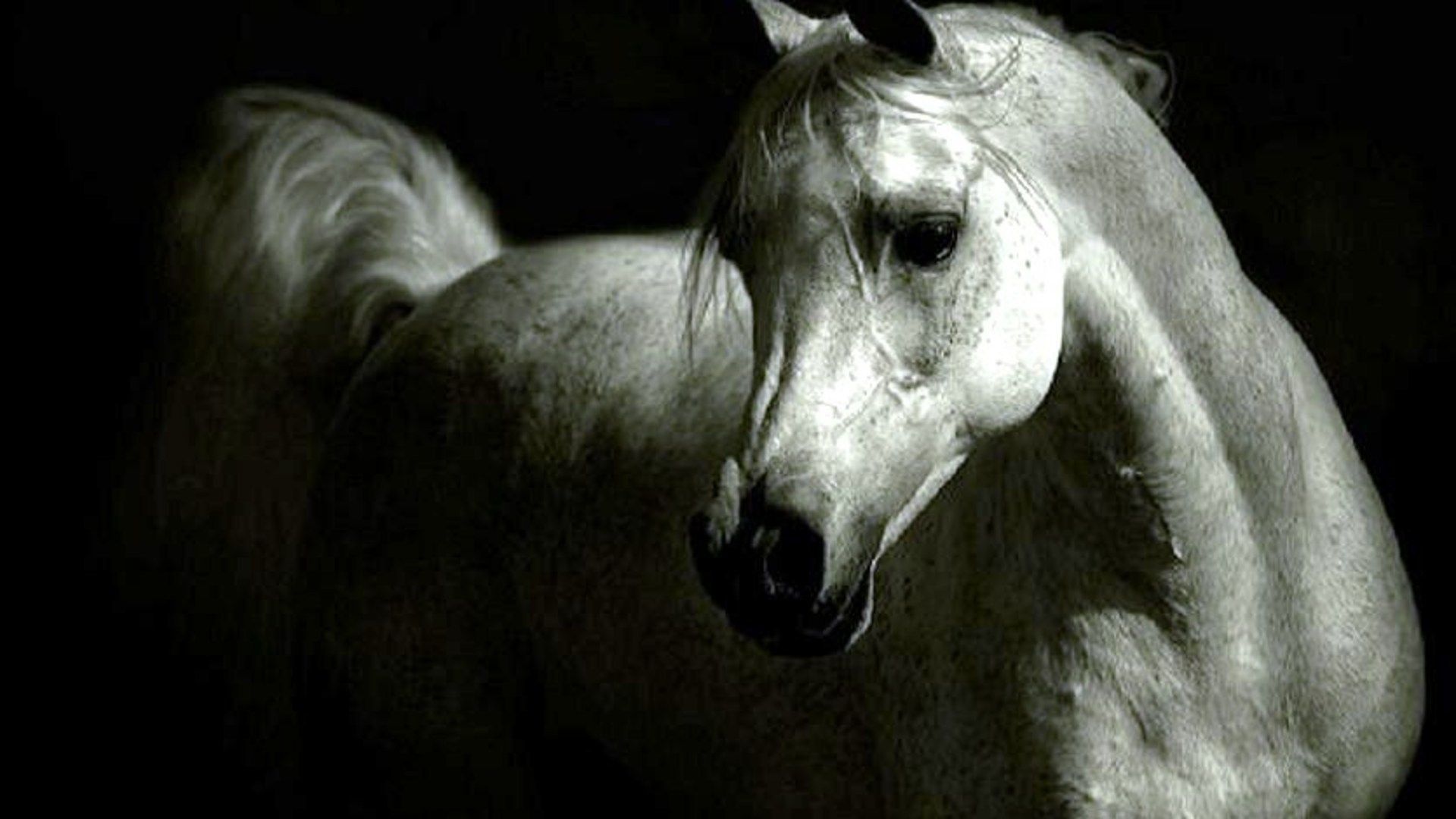 Cavallo bianco arabo, 1920x1080 1080p, PC Desktop
