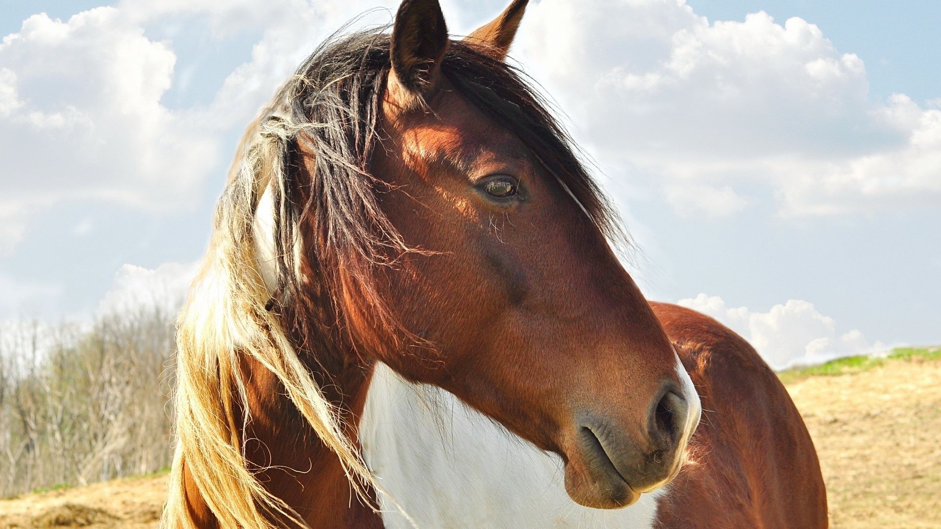 Cavallo marrone con criniera bianca, 1920x1080 Full HD 1080p, Desktop