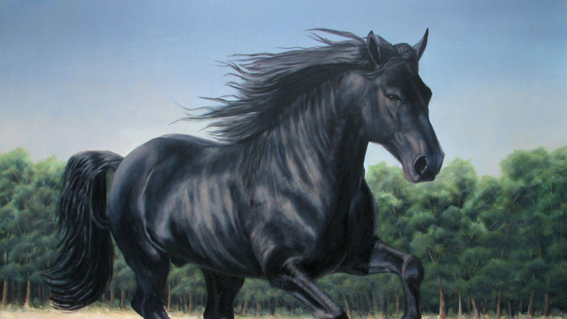 Cavallo nero al galoppo, 1920x1080 Full HD 1080p, PC Desktop