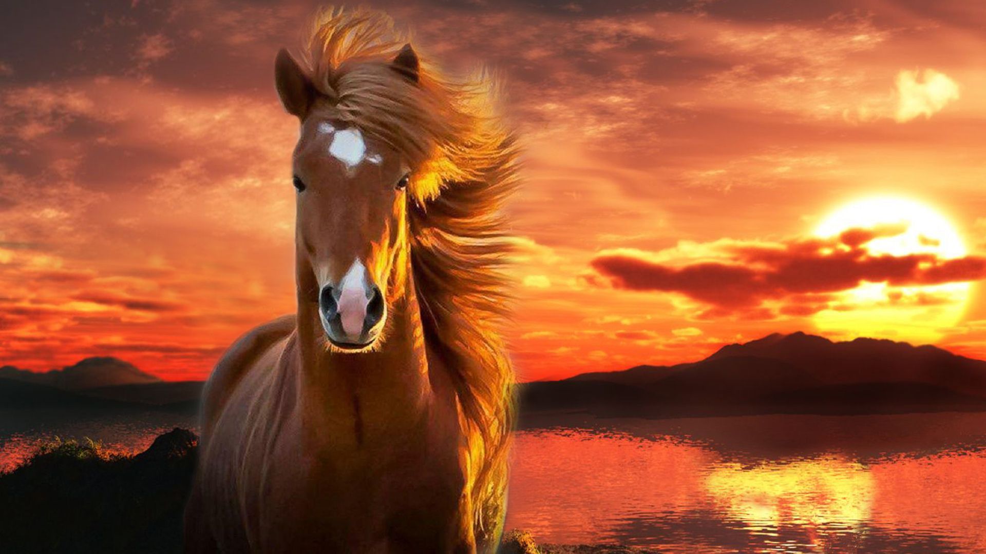Cavallo al tramonto, 1920x1080 1080p, Desktop