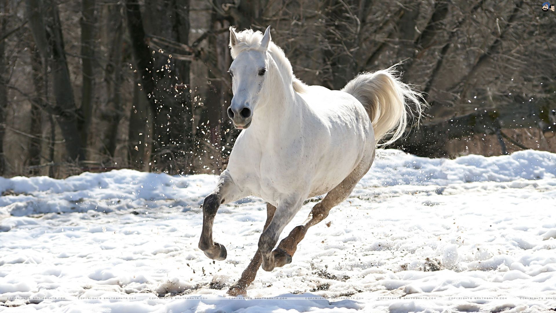 Cavallo bianco nella neve, 1920x1080 Full HD 1080p, PC
