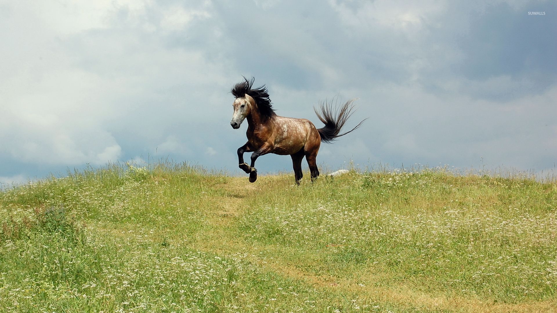 Cavallo che corre sul prato, 1920x1080 1080p, Laptop