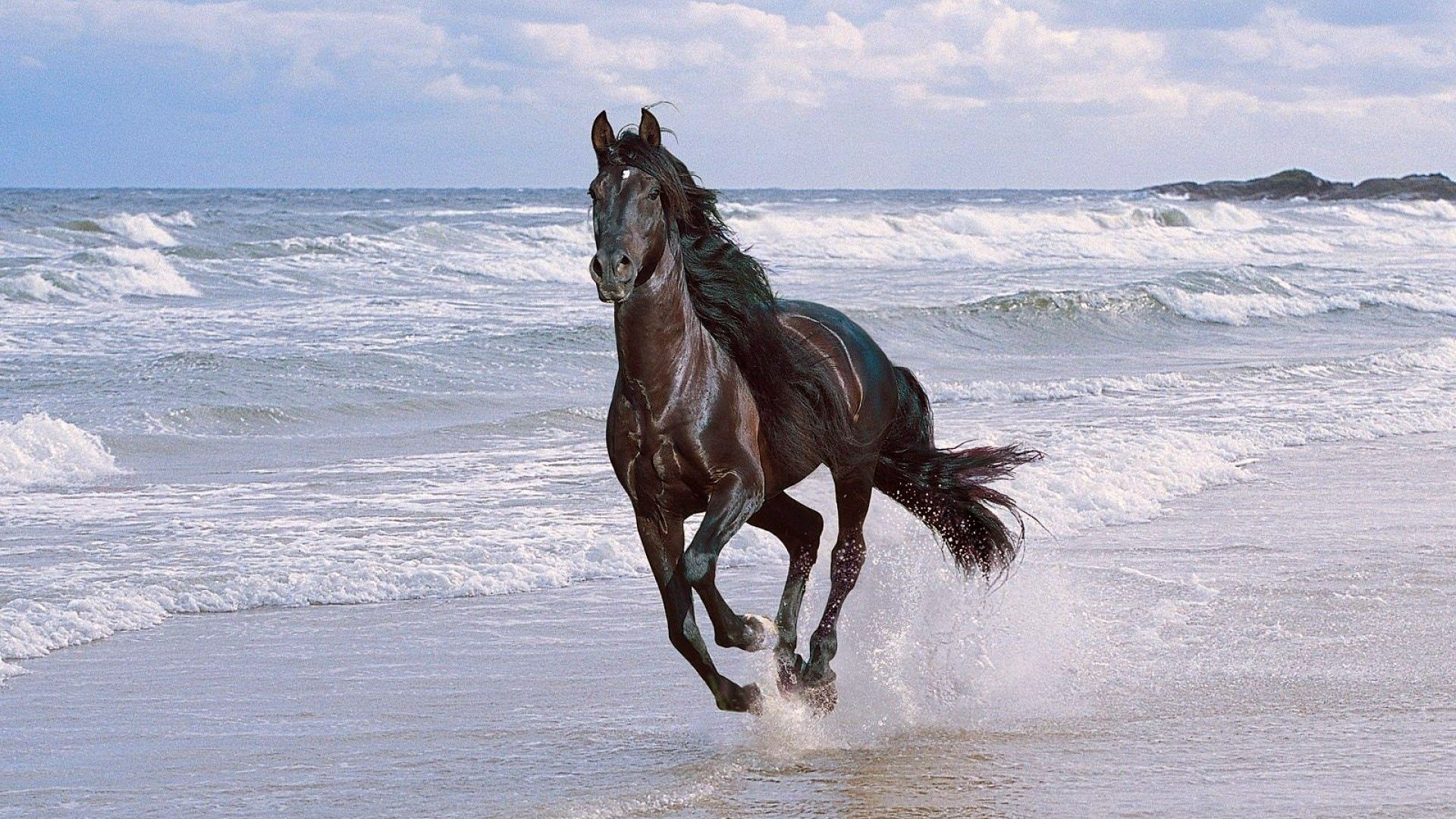 Cavallo nero corre spiaggia, 1920x1080 Full HD 1080p, Laptop