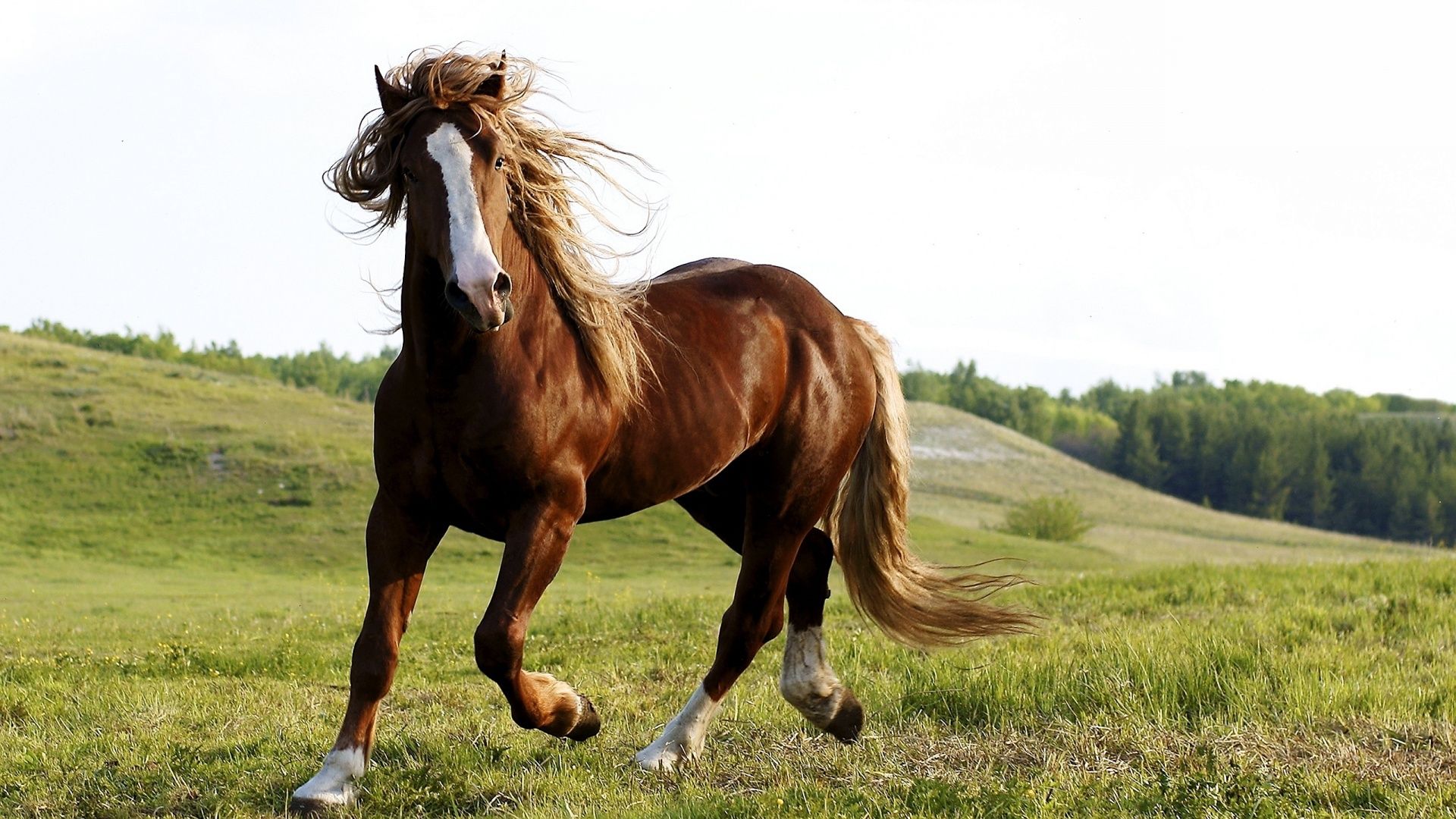 Cavallo marrone al galoppo, 1920x1080 Full HD, PC