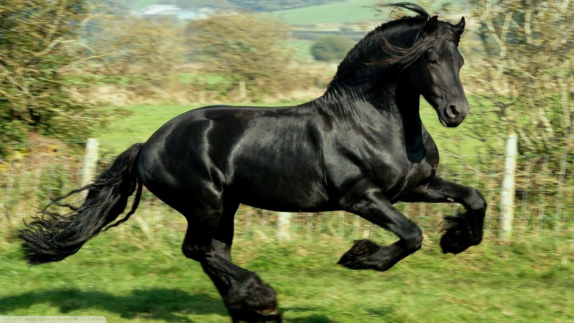 cavallo nero al galoppo, 1920x1080 Full HD, Desktop