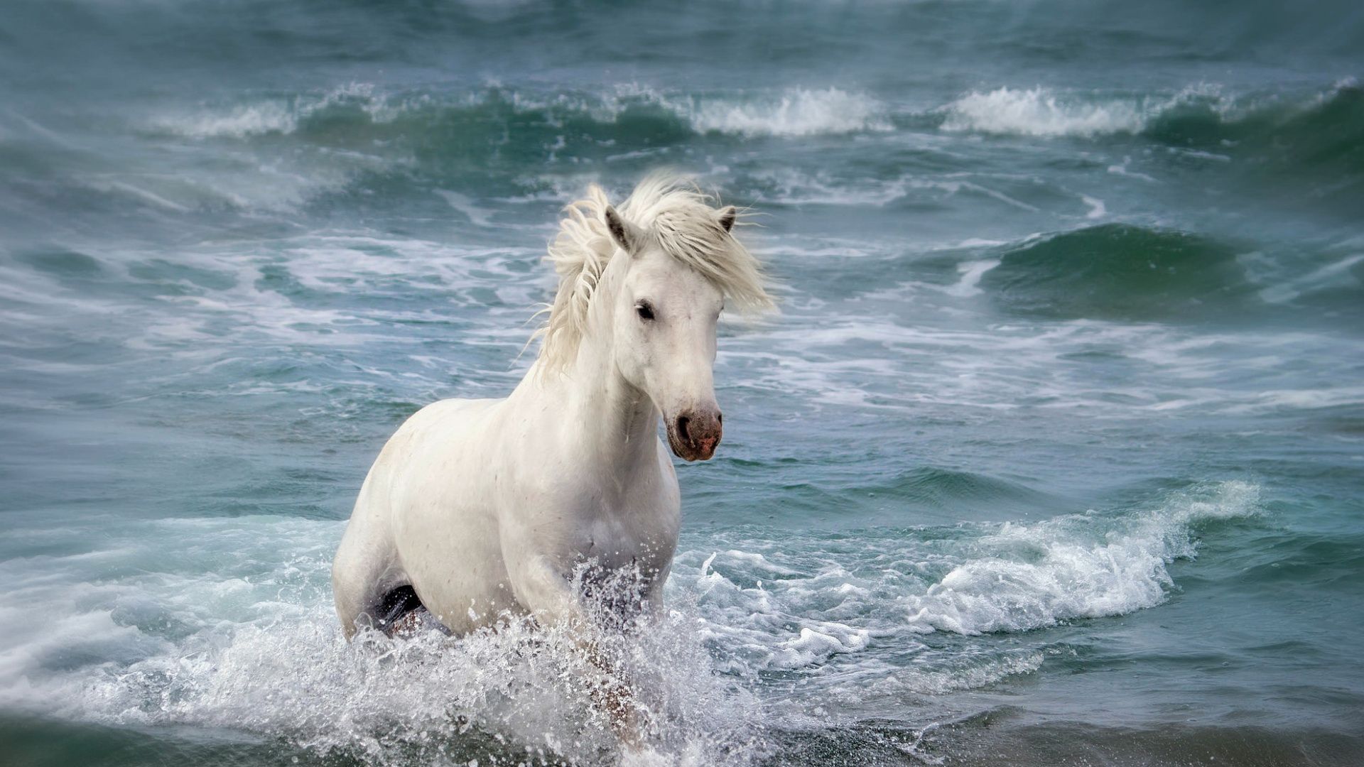 Cavallo bianco spiaggia mare, 1920x1080 Full HD 1080p, PC Desktop