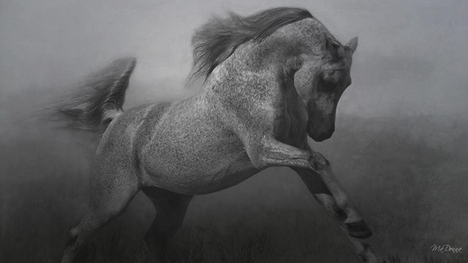 Cavallo bianco corsa nebbia, 1920x1080 1080p, Desktop