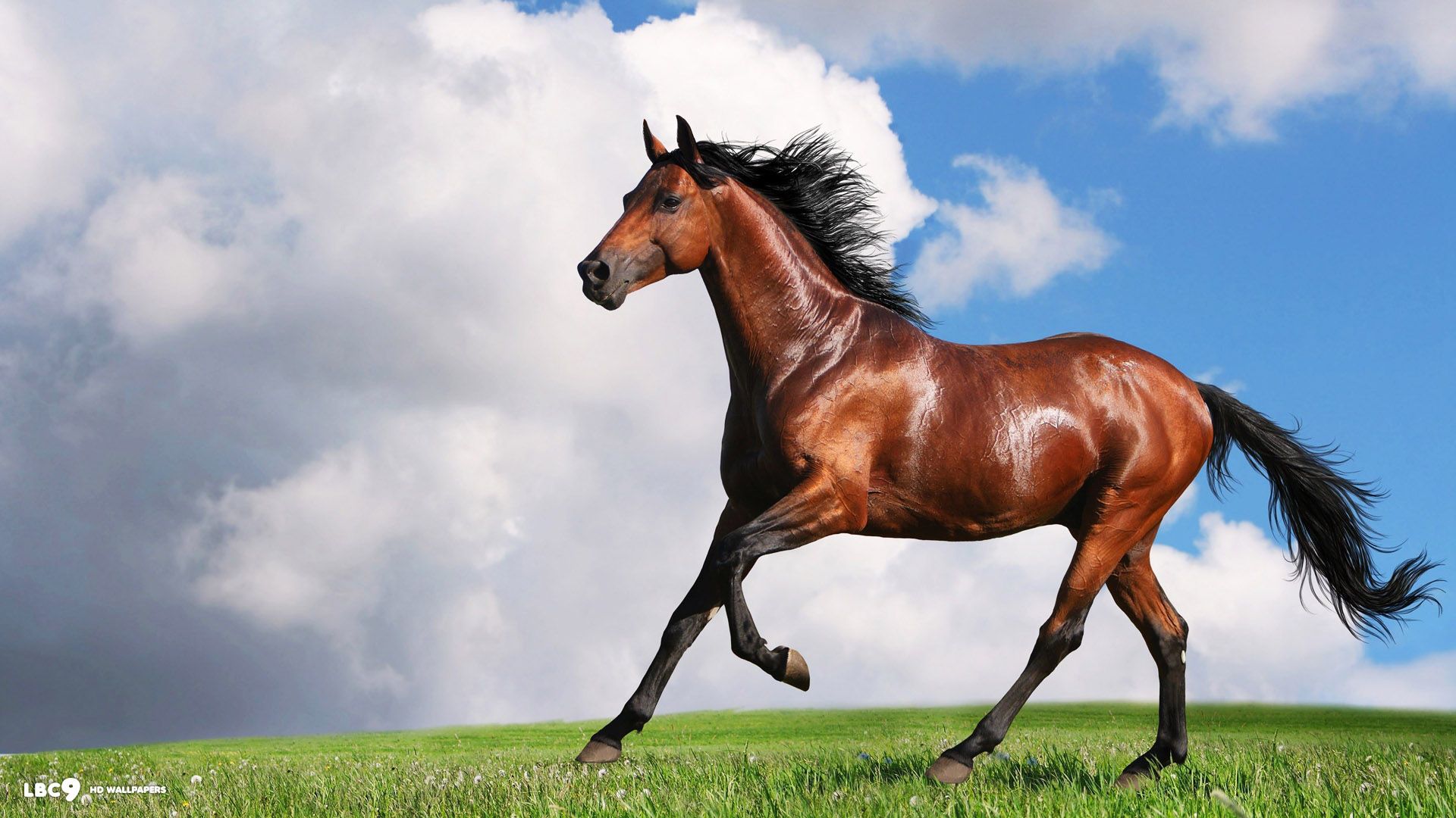 Cavallo marrone al galoppo, 1920x1080 Full HD 1080p, PC