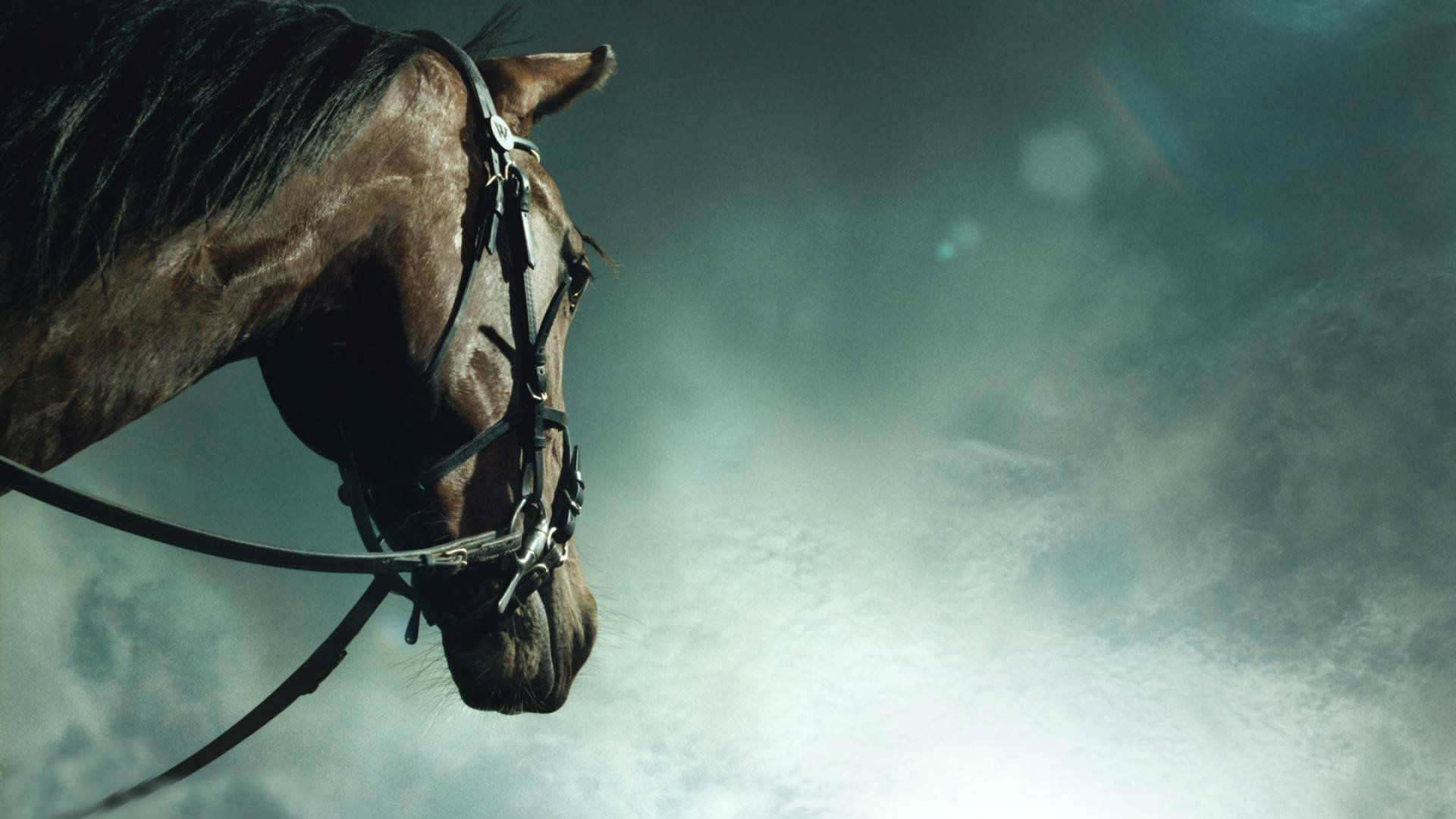 Cavallo con briglia, sfondo nebbioso, 1920x1080 Full HD, Desktop