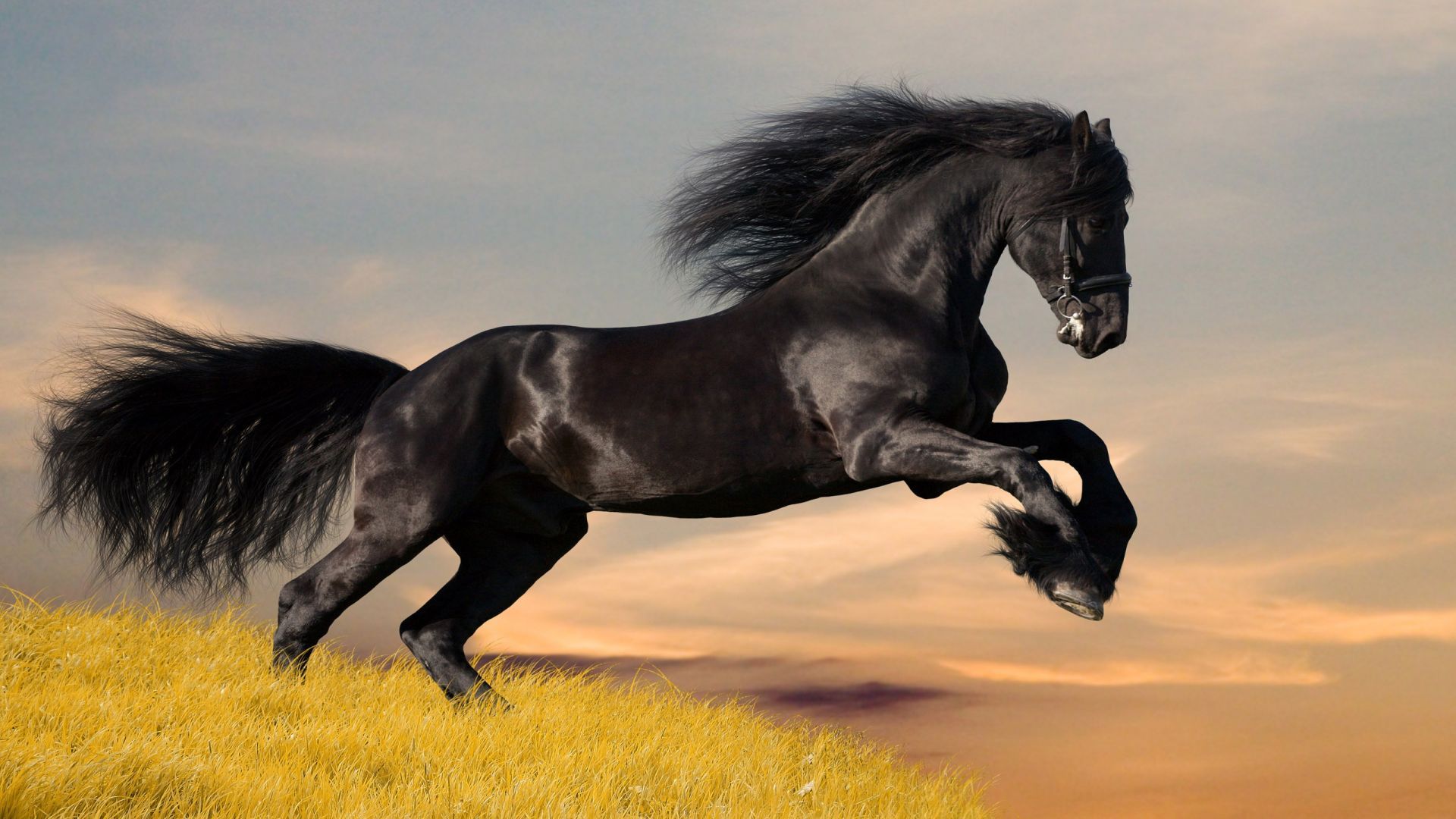 cavallo nero al galoppo, 1920x1080 Full HD, Desktop