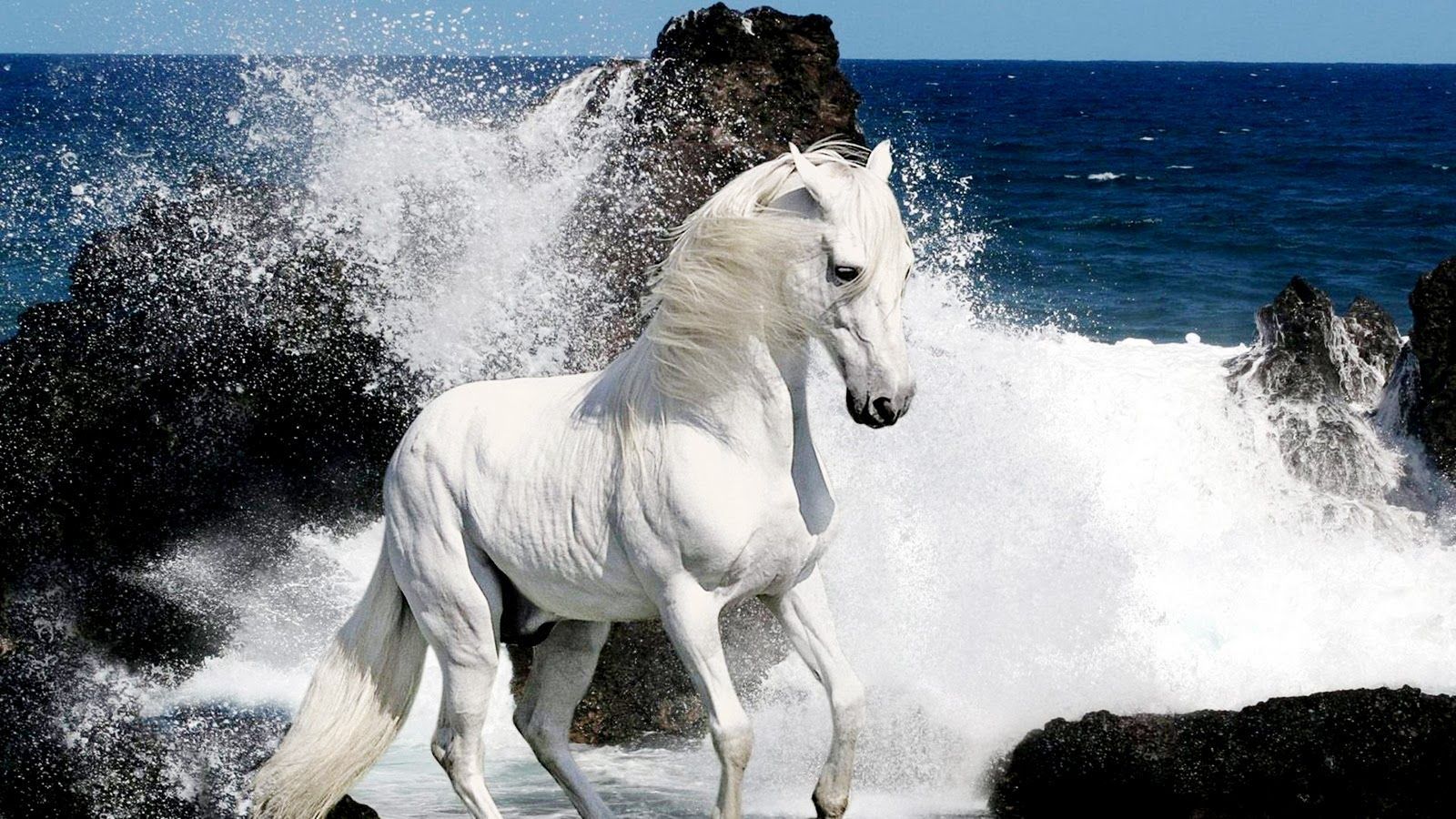 Cavallo bianco onde mare, 1600x900 HD, Desktop