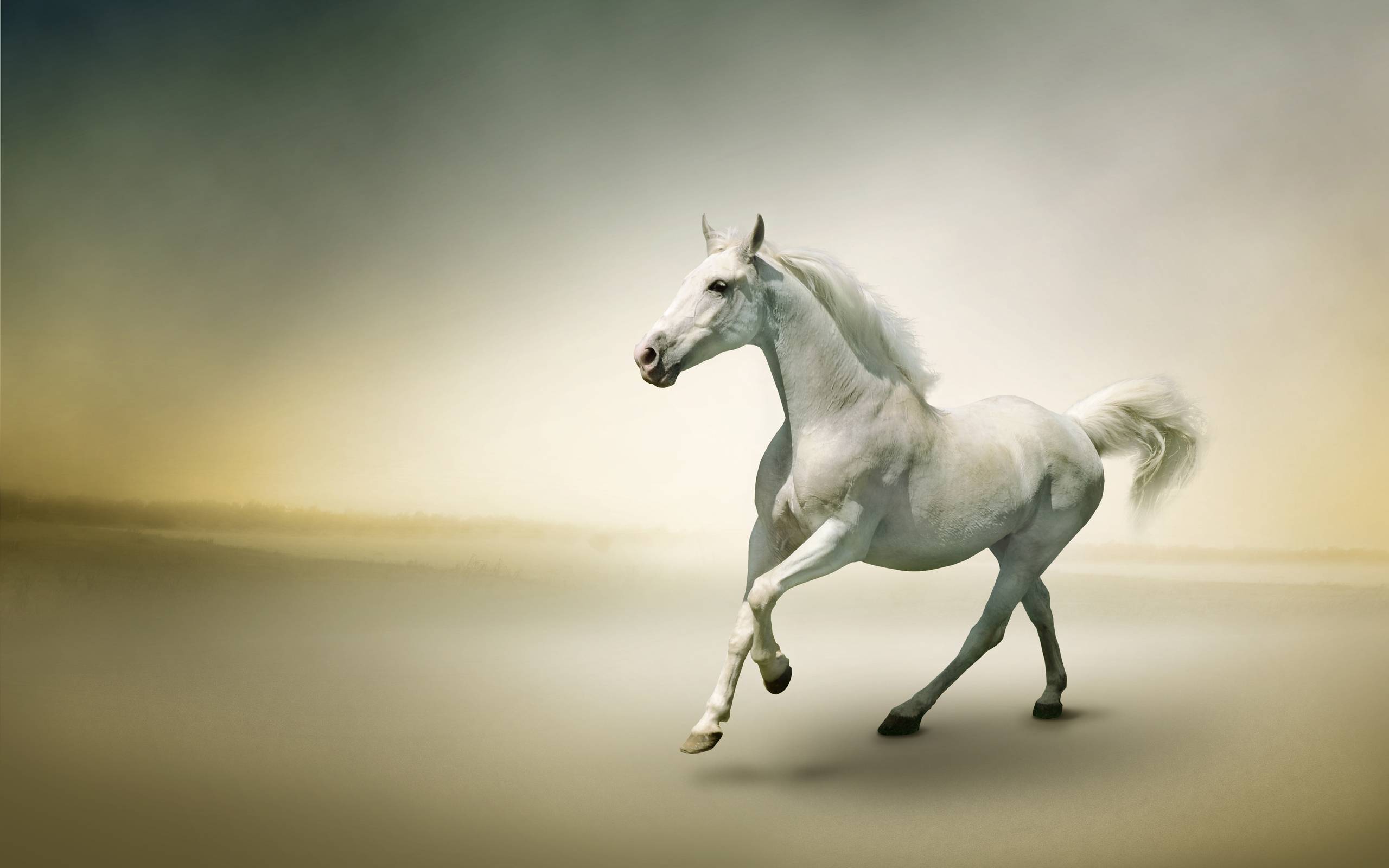 Cavallo bianco al galoppo, 2560x1600 WQXGA, Laptop
