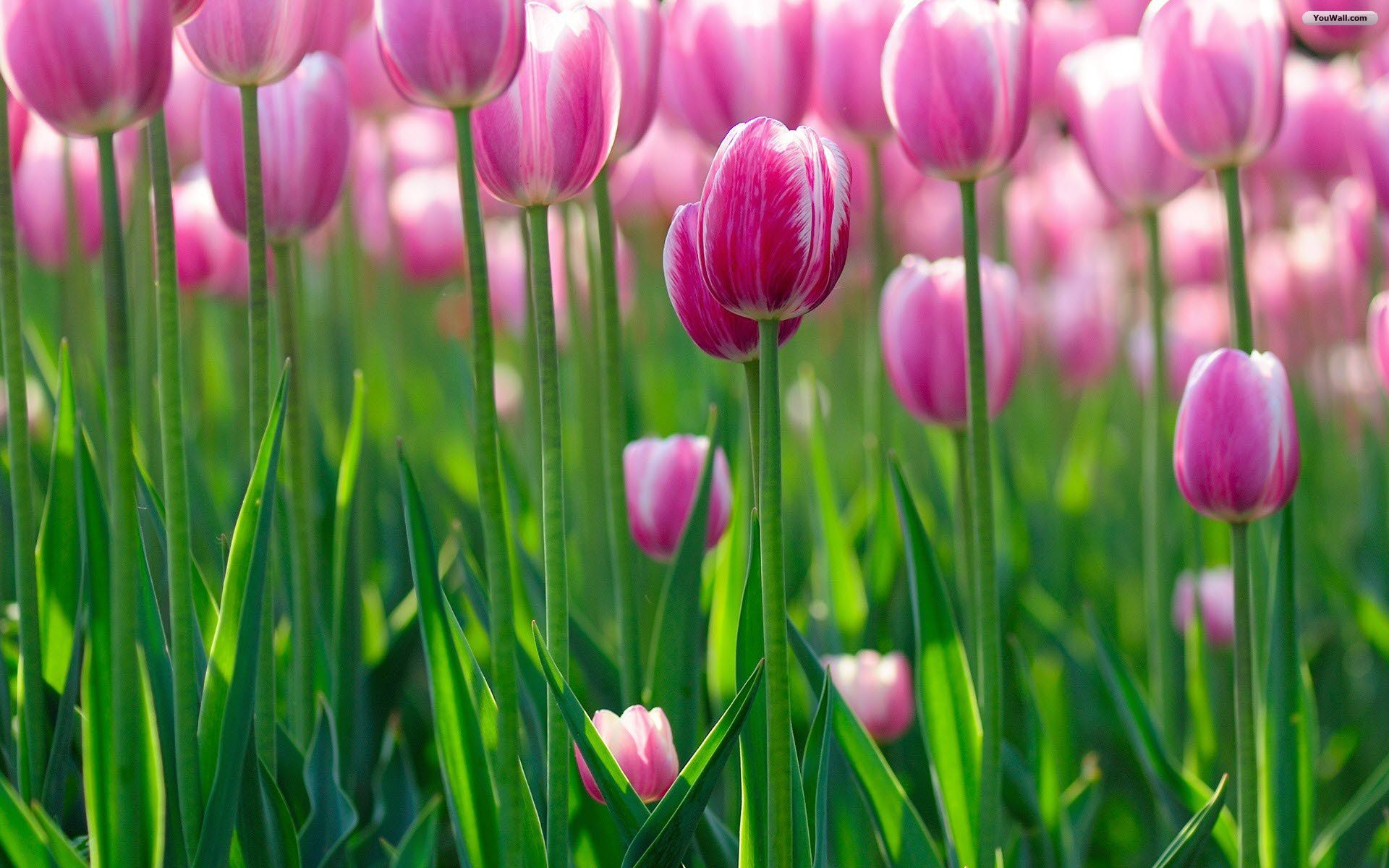 Tulipani rosa in campo, 1920x1200 Full HD+ WUXGA, PC Desktop