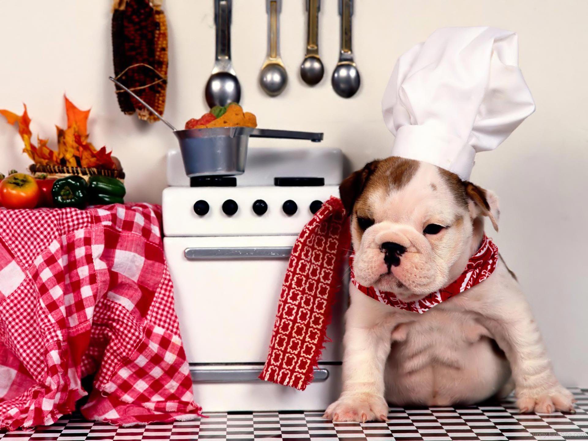 Cucciolo bulldog con cappello da chef, 1920x1440 Full HD+ WUXGA, Desktop
