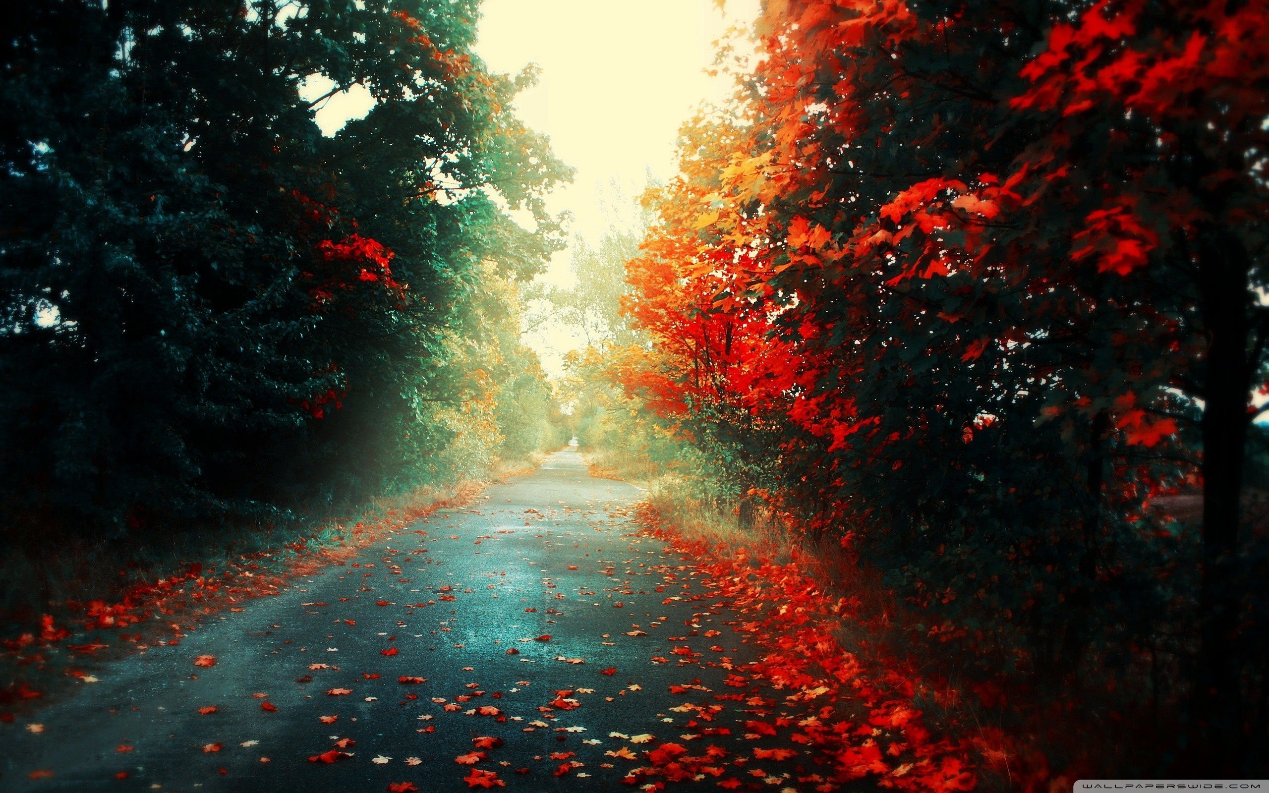 Strada autunnale con foglie rosse, 2560x1600 2K+, MacBook Pro