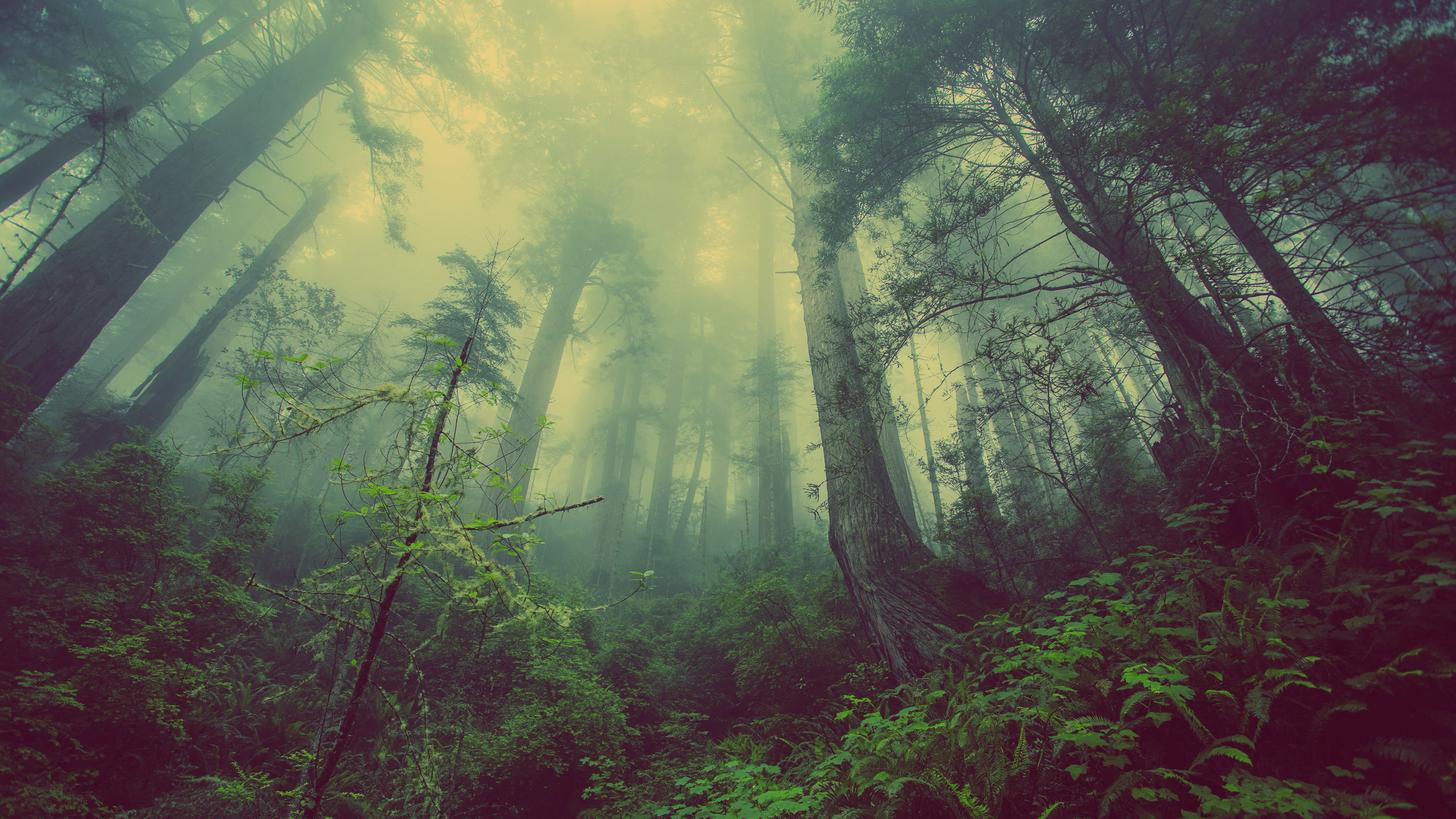 Foresta nebbiosa verde, 1456x819 720p, PC