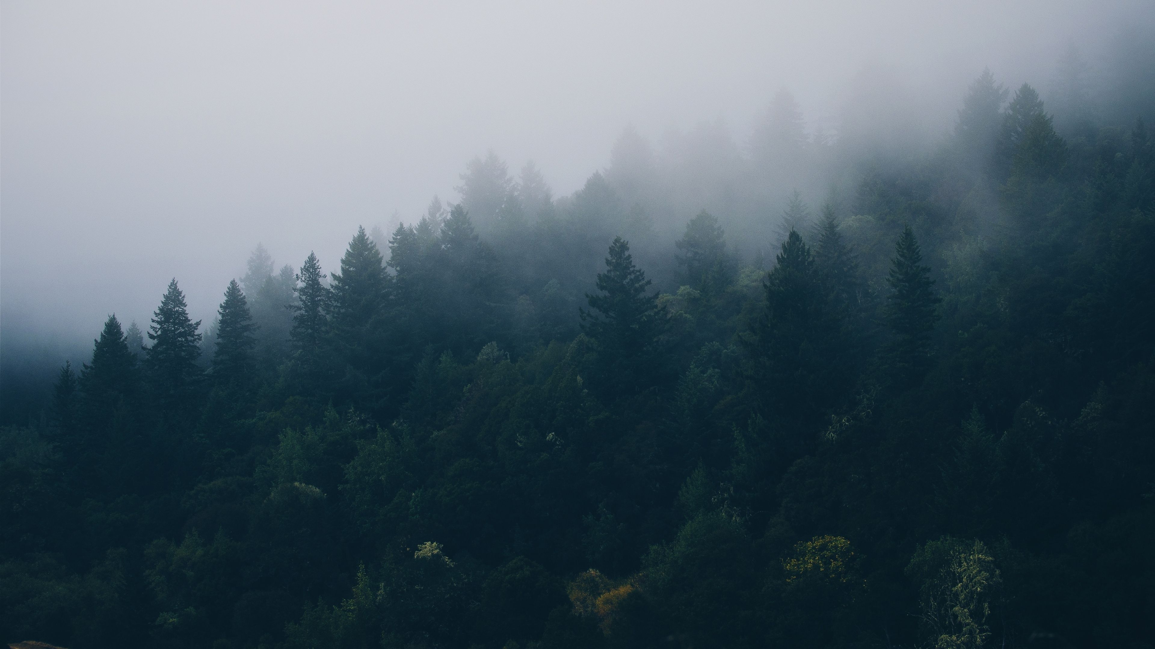Foresta nebbiosa scura, 3840x2160 4K, Desktop 4K