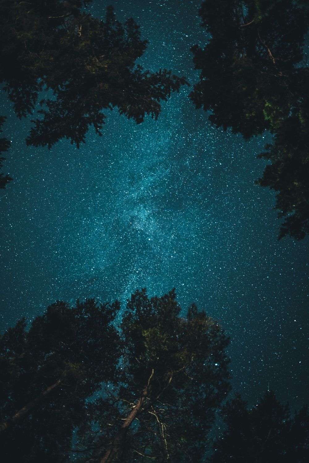 Cielo stellato tra alberi silhouette, 1000x1500 Verticale, Telefono