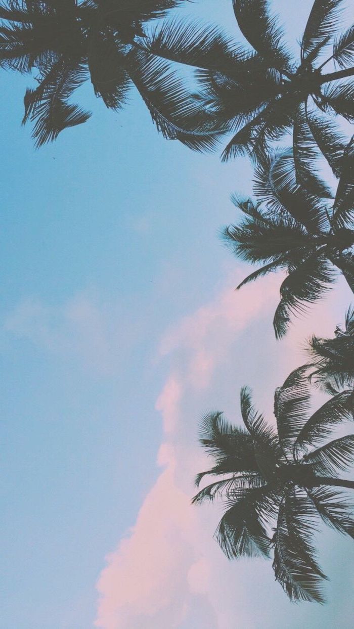 Palme e cielo azzurro, 700x1244 Full HD Verticale, Smartphone