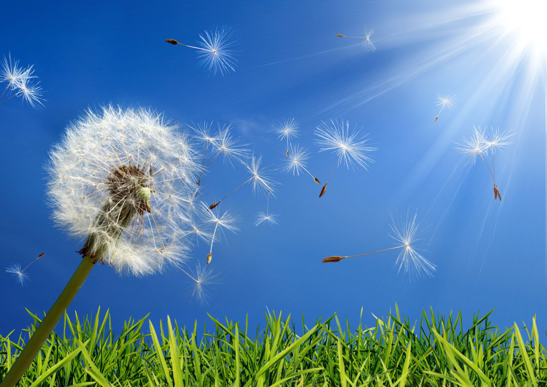 Soffione con semi al vento, 1920x1360 Full HD+, Desktop