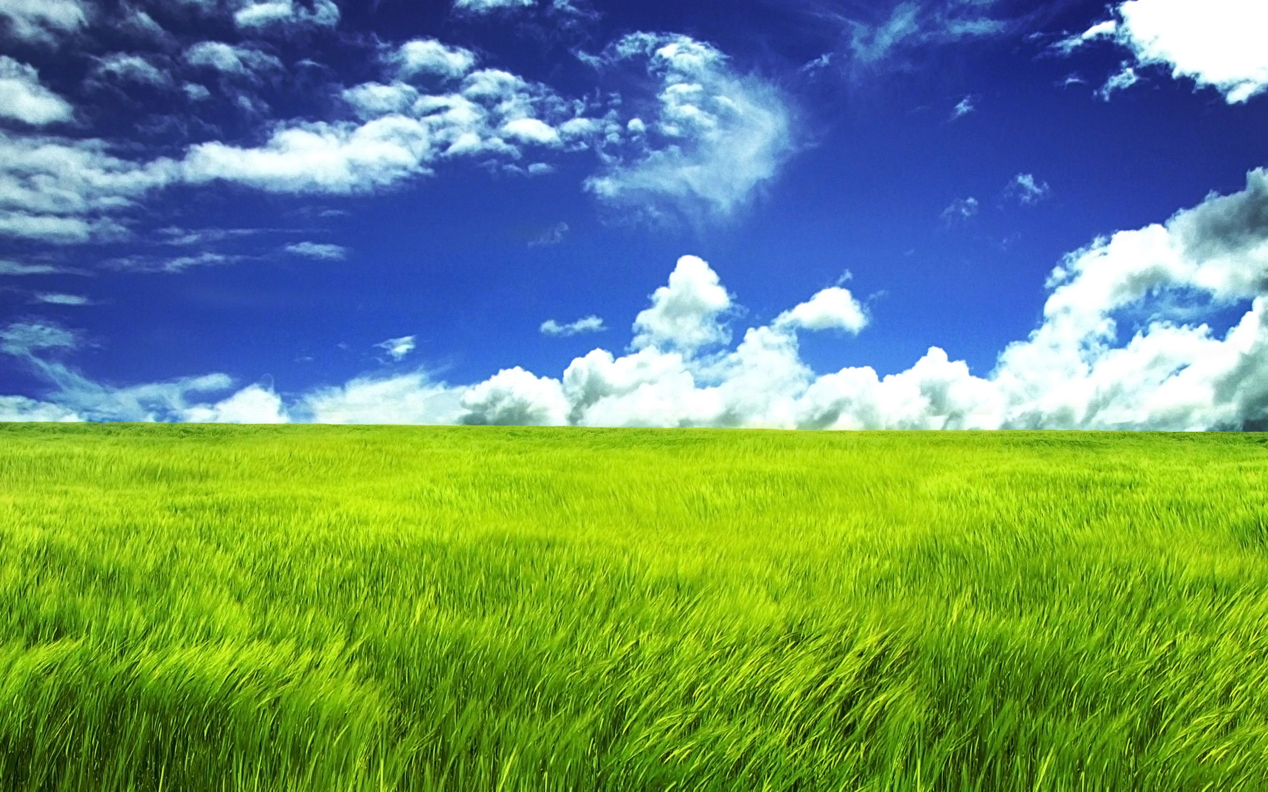 Prato verde e cielo azzurro, 2560x1600 2K, PC